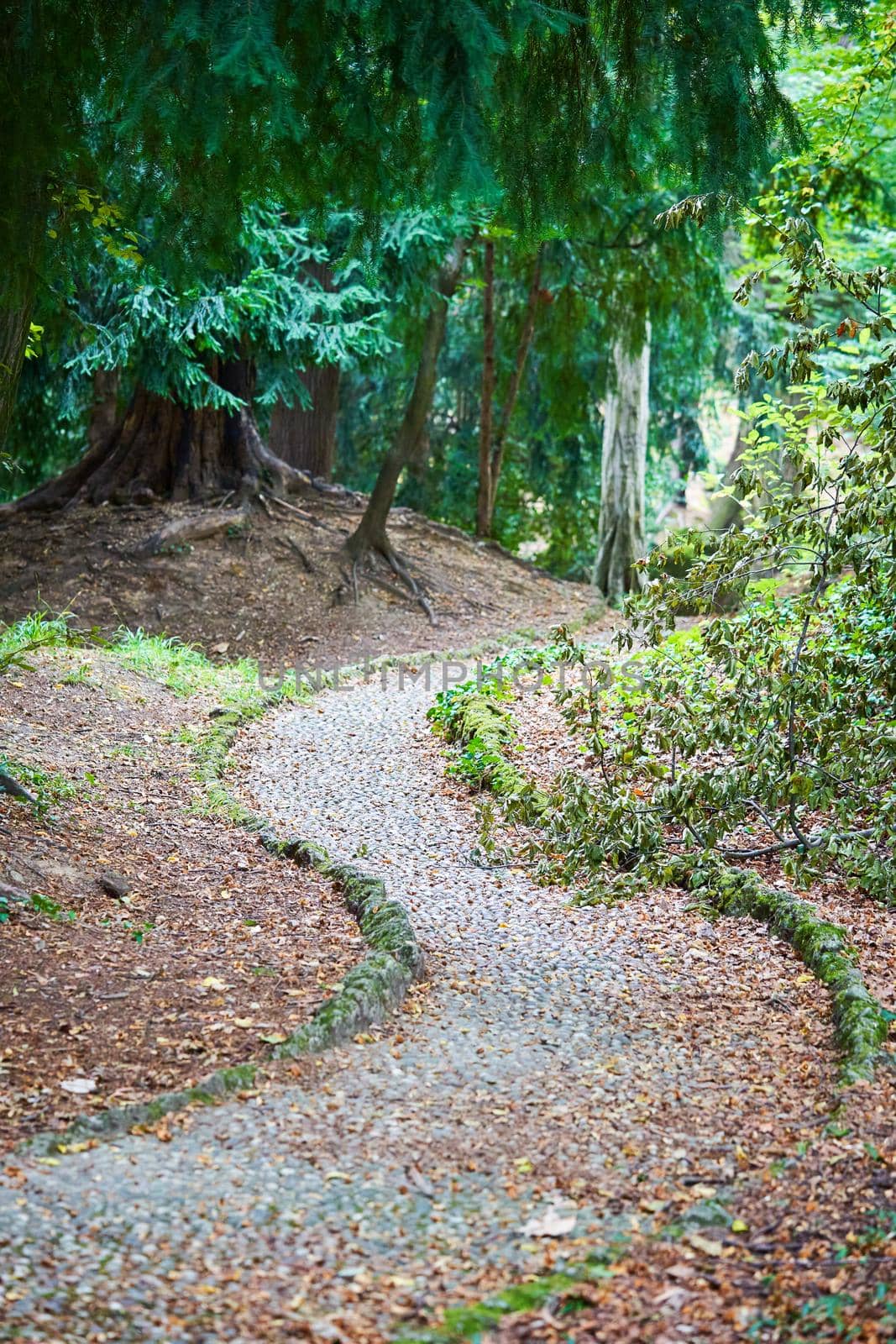 Beautiful green park path in Monza, Italy. Beautiful nature background. Summer landscape.