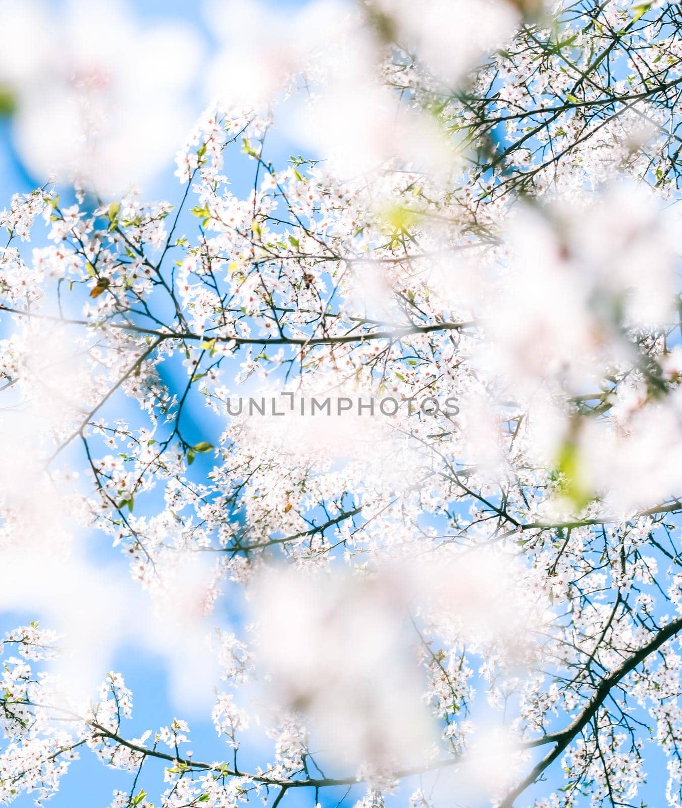 Floral beauty, dream garden and natural scenery concept - Cherry tree blossom and blue sky, white flowers as nature background