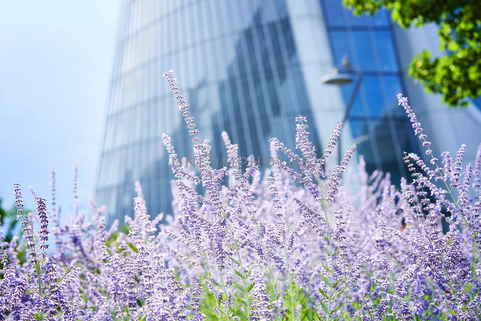 Lavender in front of skyscraper in CityLife area, Italy. by photolime