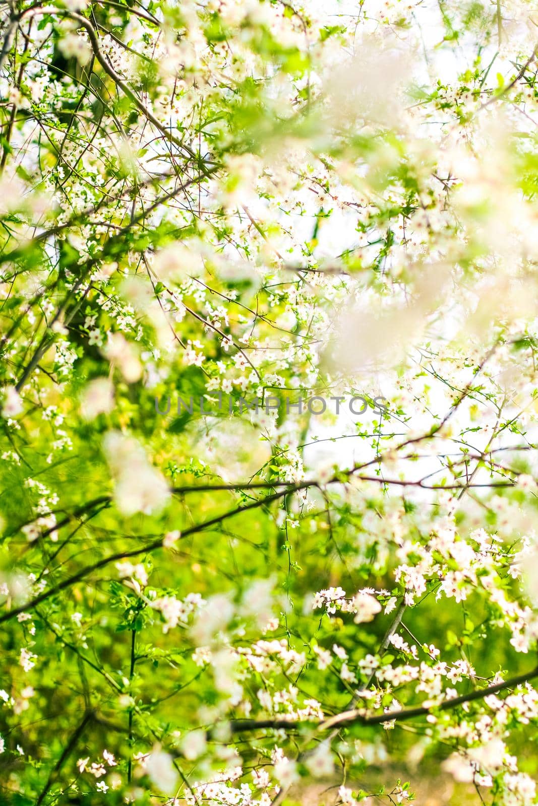 Floral beauty, dream garden and natural scenery concept - Cherry tree blossom in spring, white flowers as nature background