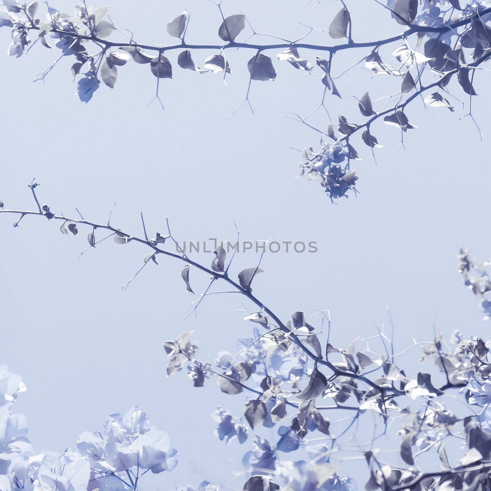 Flower background, spring nature and botanical beauty concept - Blue floral composition