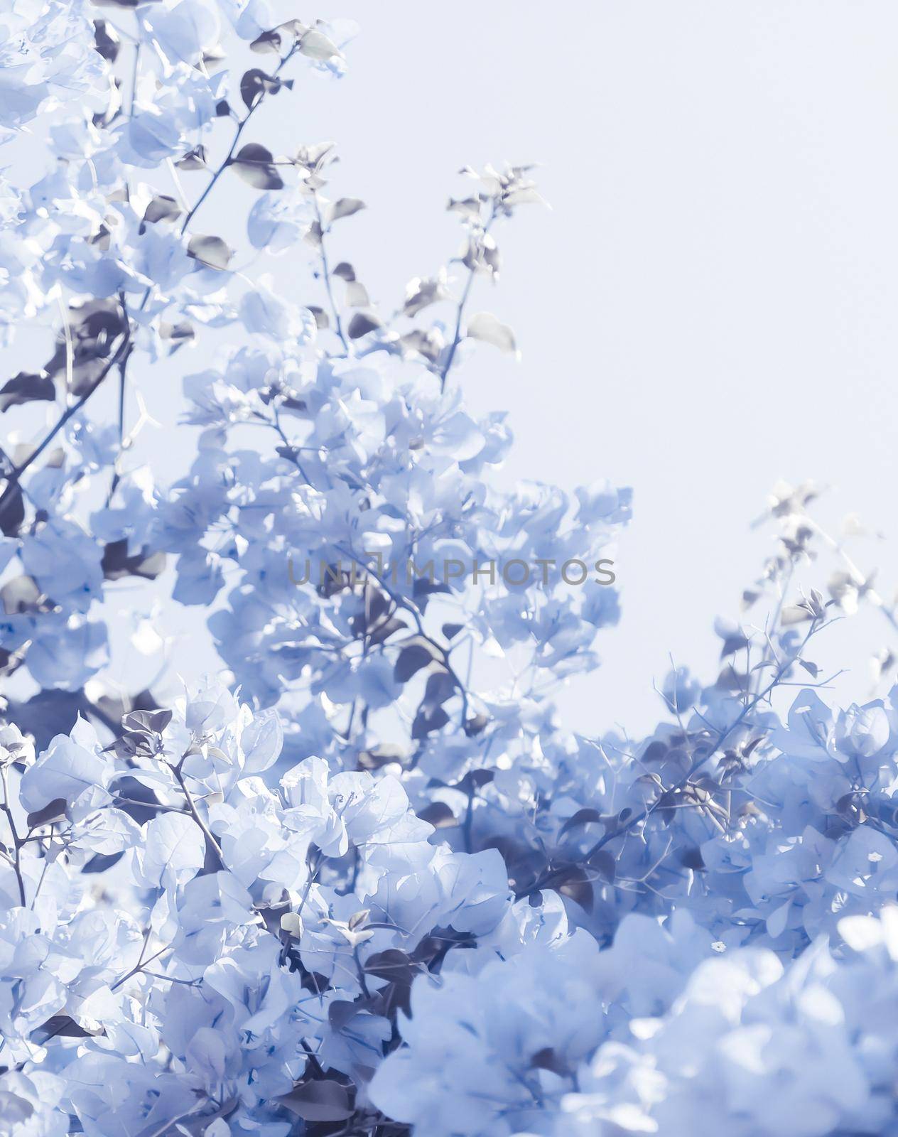 Flower background, spring nature and botanical beauty concept - Blue floral composition