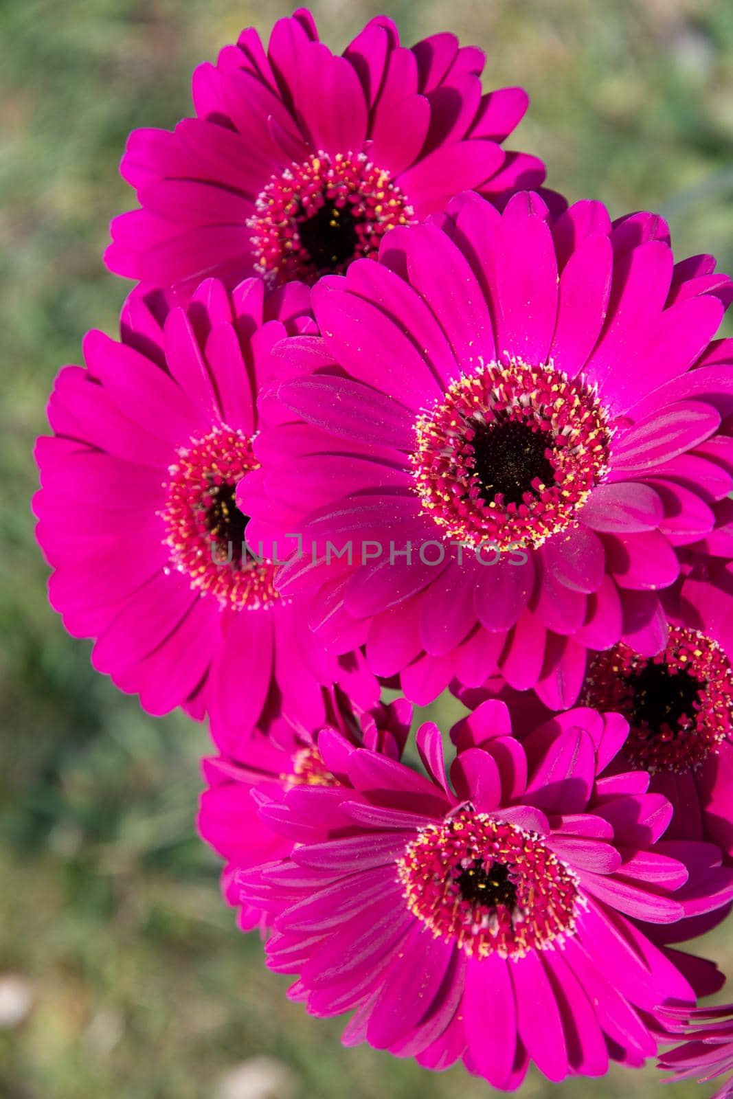 Bouquet of purple gerberas, close angle, spring mood, flower background, mother's day gift, dew drops on bud petals, tactile, visual enjoyment. High quality photo