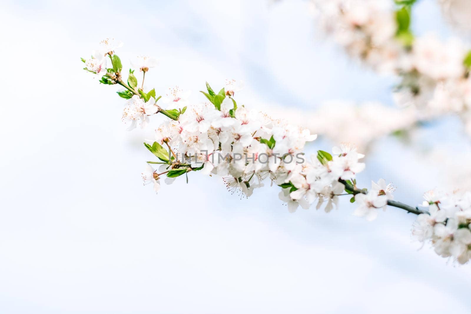 Floral beauty, dream garden and natural scenery concept - Cherry tree blossom and blue sky, white flowers as nature background