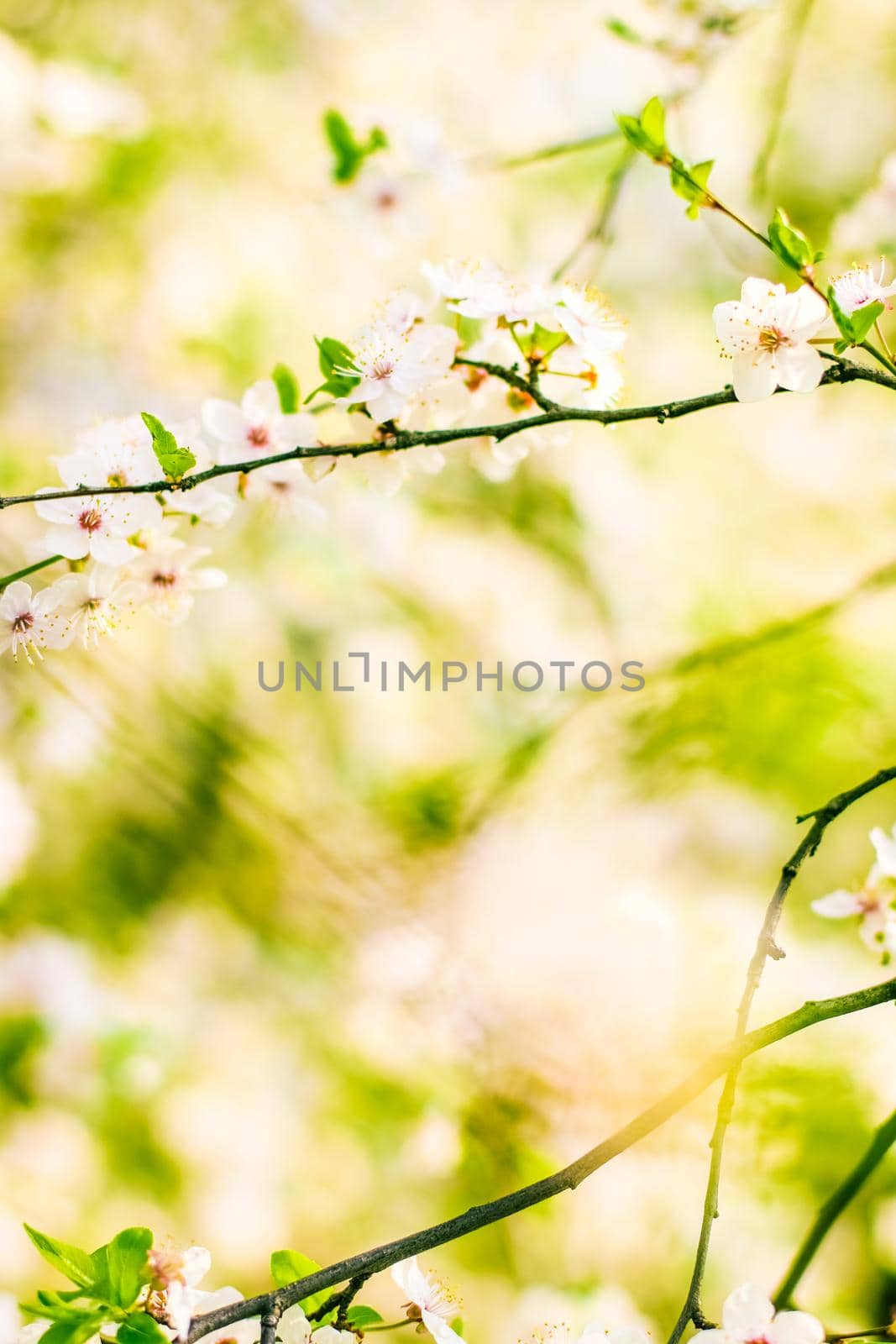 Floral beauty, dream garden and natural scenery concept - Cherry tree blossom in spring, white flowers as nature background