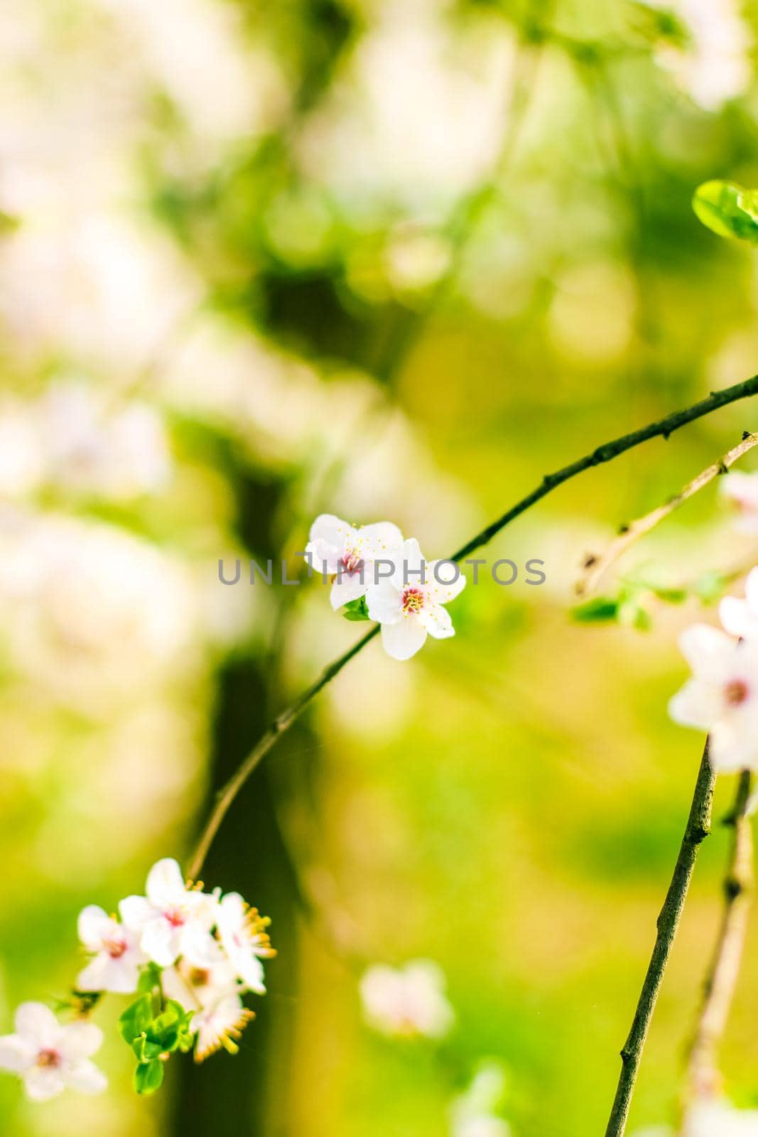 Floral beauty, dream garden and natural scenery concept - Cherry tree blossom in spring, white flowers as nature background