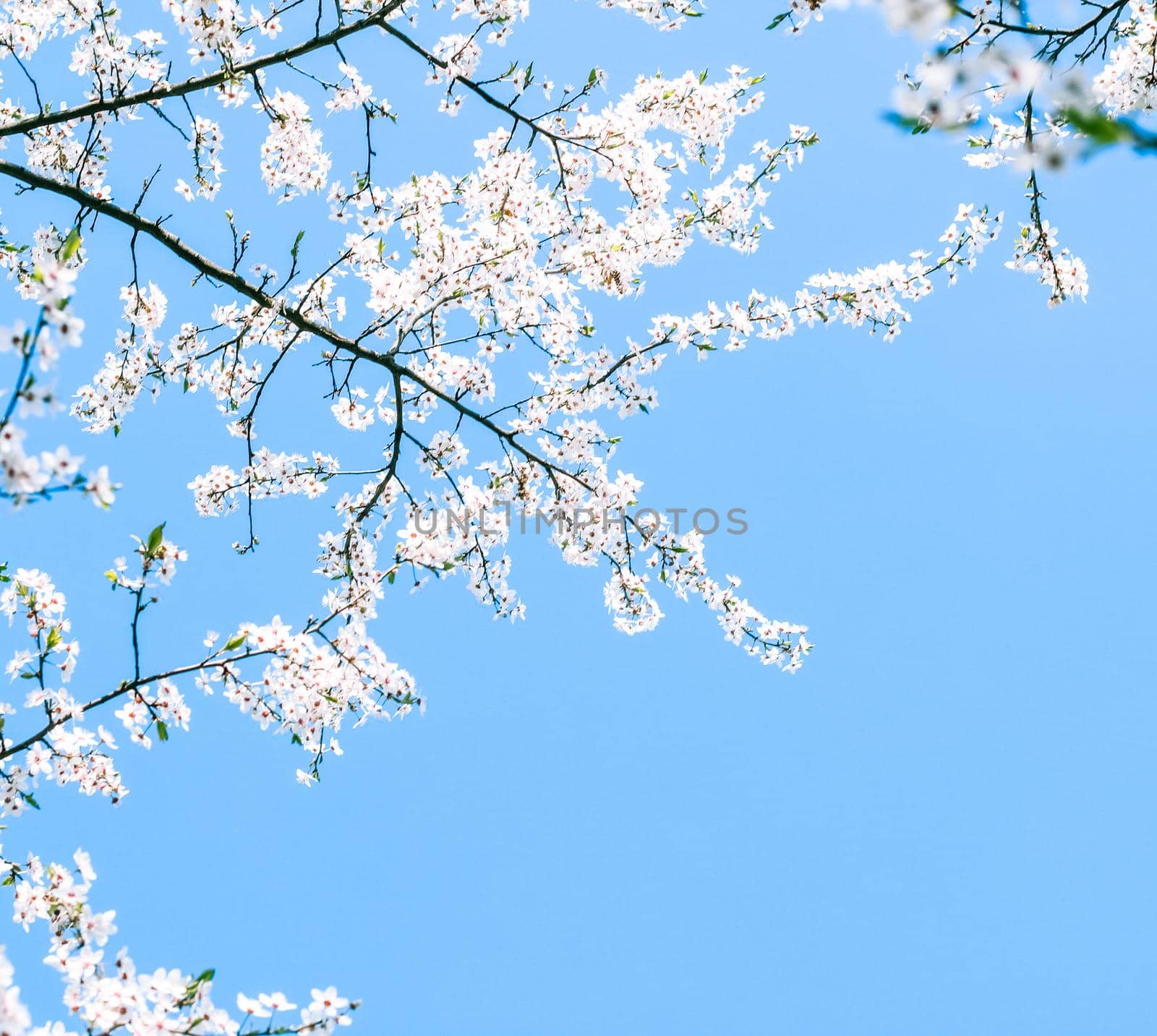 Floral beauty, dream garden and natural scenery concept - Cherry tree blossom and blue sky, white flowers as nature background