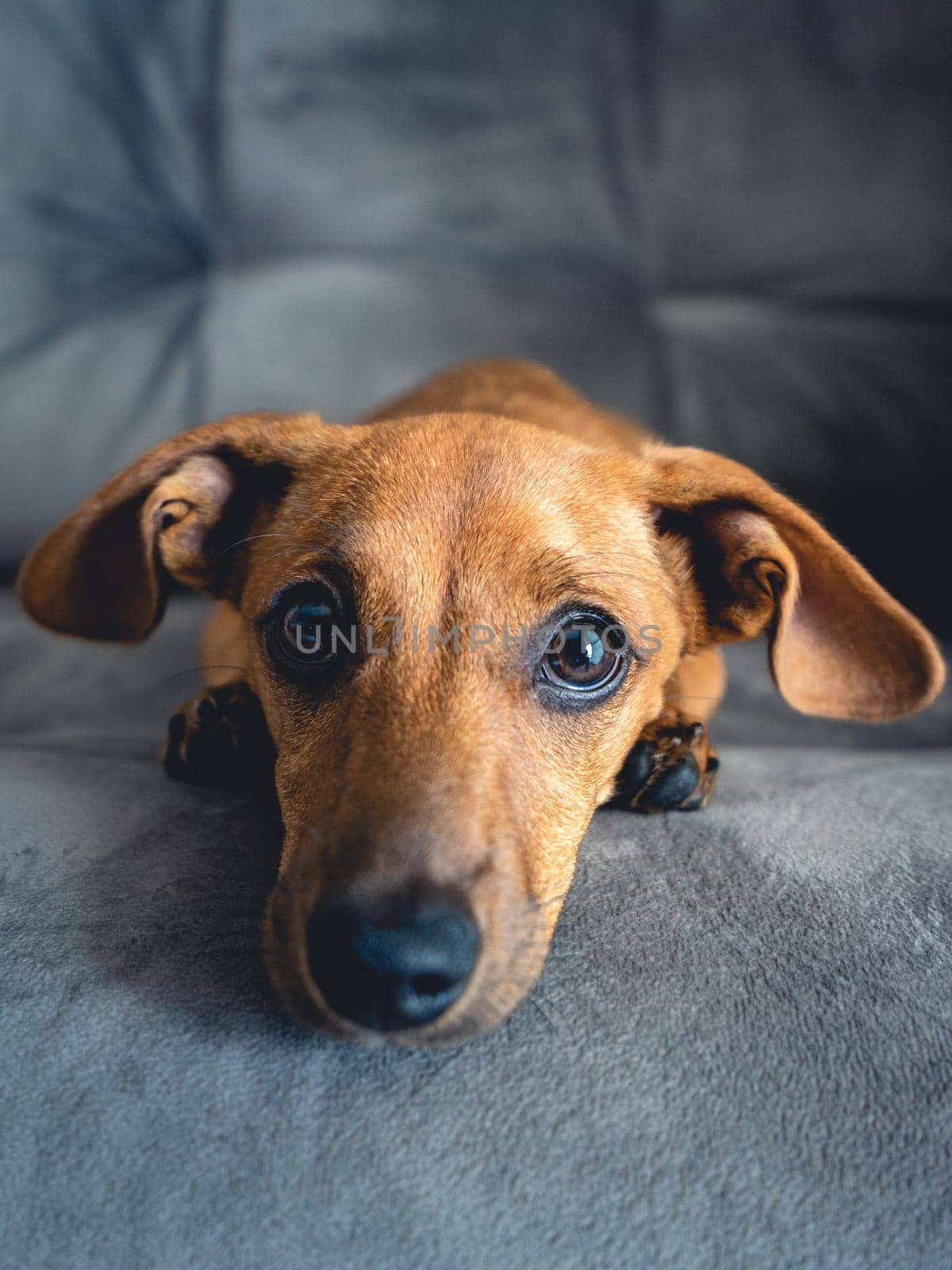 Brown puppy looking cute in the camera.