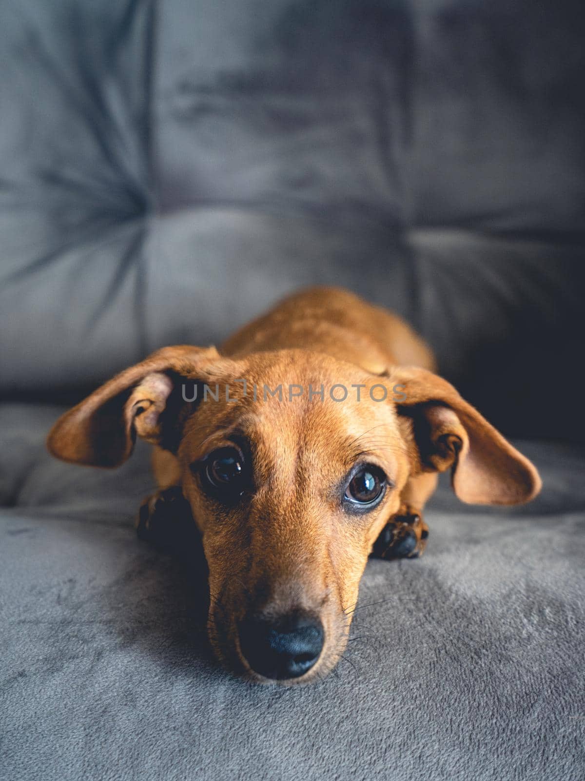 Brown puppy looking cute in the camera.