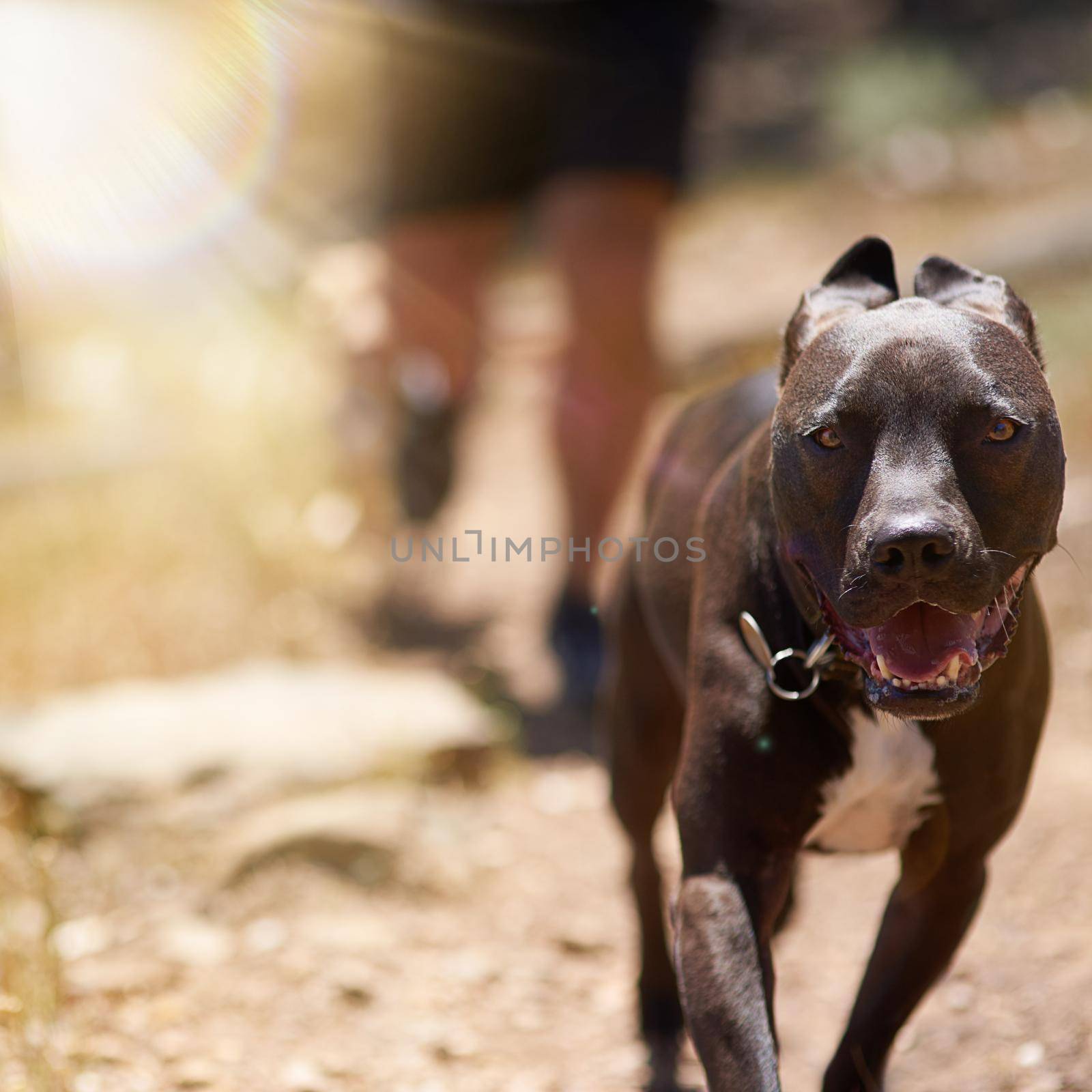 Out for a run in the woods. a dog running in the woods with his owner in the background. by YuriArcurs