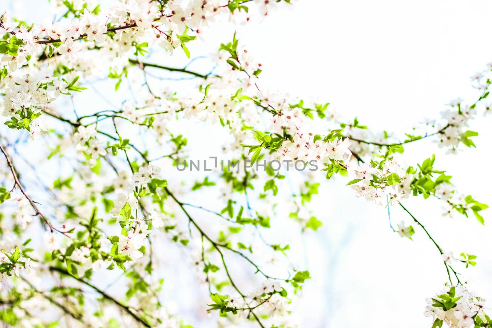 Floral beauty, dream garden and natural scenery concept - Cherry tree blossom in spring, white flowers as nature background