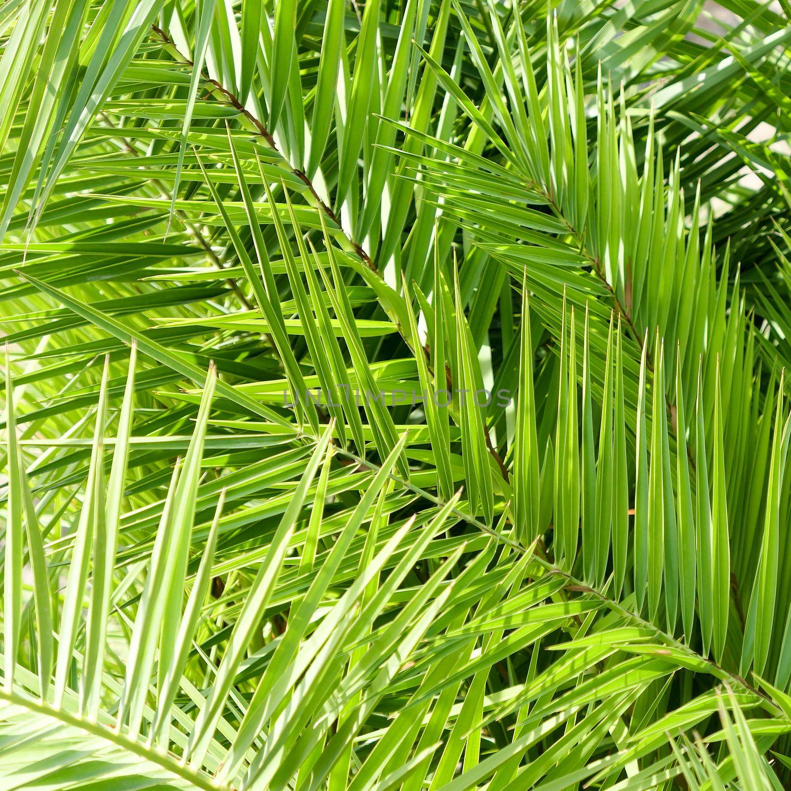 Exotic vacation, botanical background and summer travel concept - Palm leaves in summertime