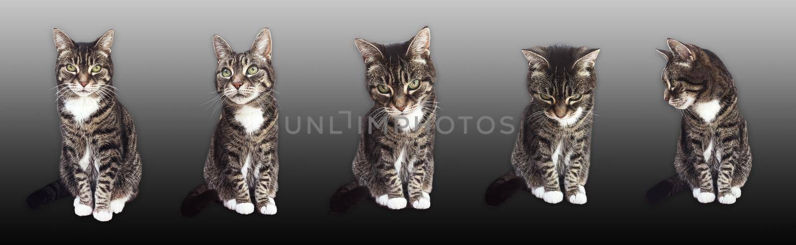 Beautiful female tabby cat, lovely adorable pet by Anneleven