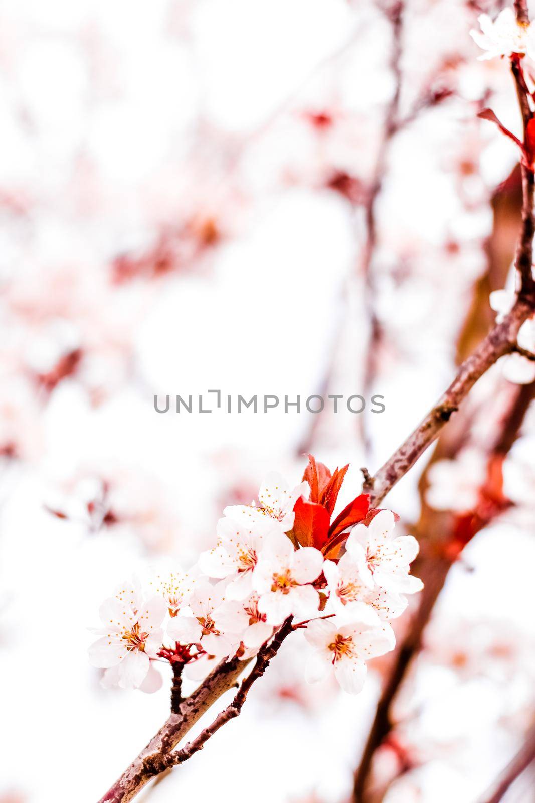 Botanical beauty, dream garden and natural scenery concept - Floral blossom in spring, pink flowers as nature background