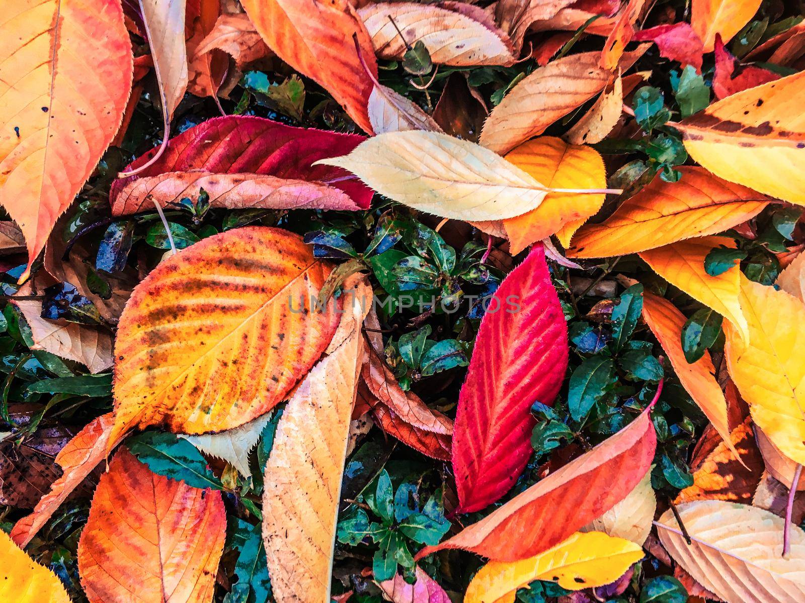 Autumn leaves and trees, nature background by Anneleven