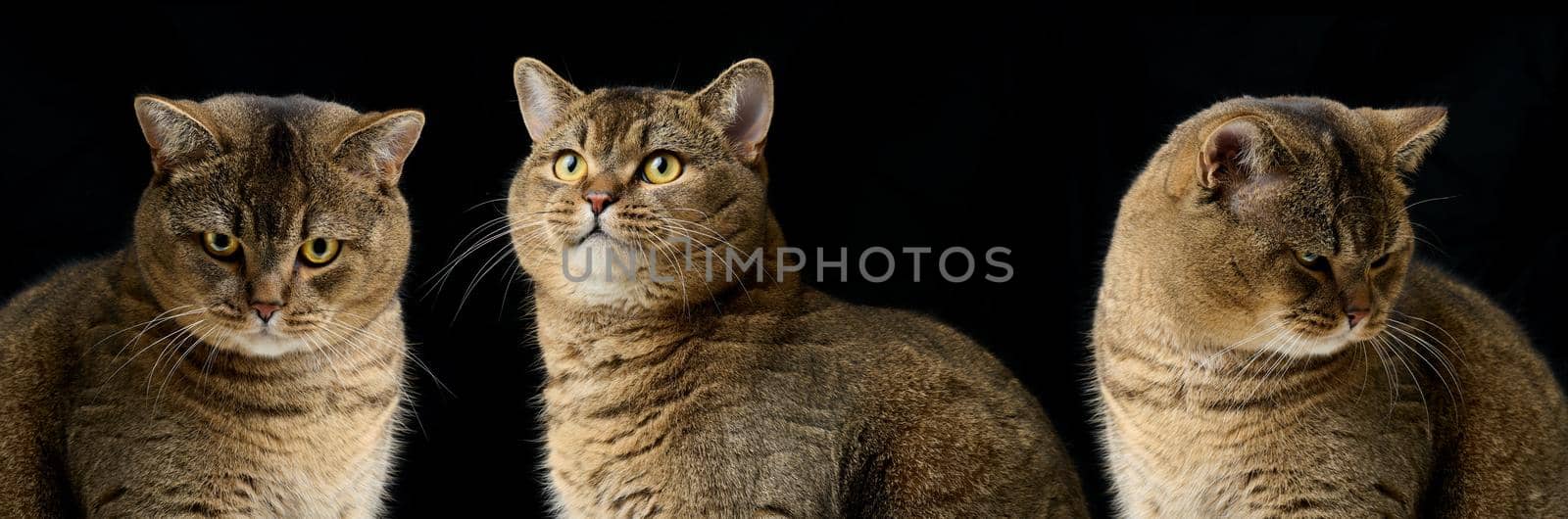 Adult purebred Scottish straight cat sits on a black background. Animal with different emotions by ndanko