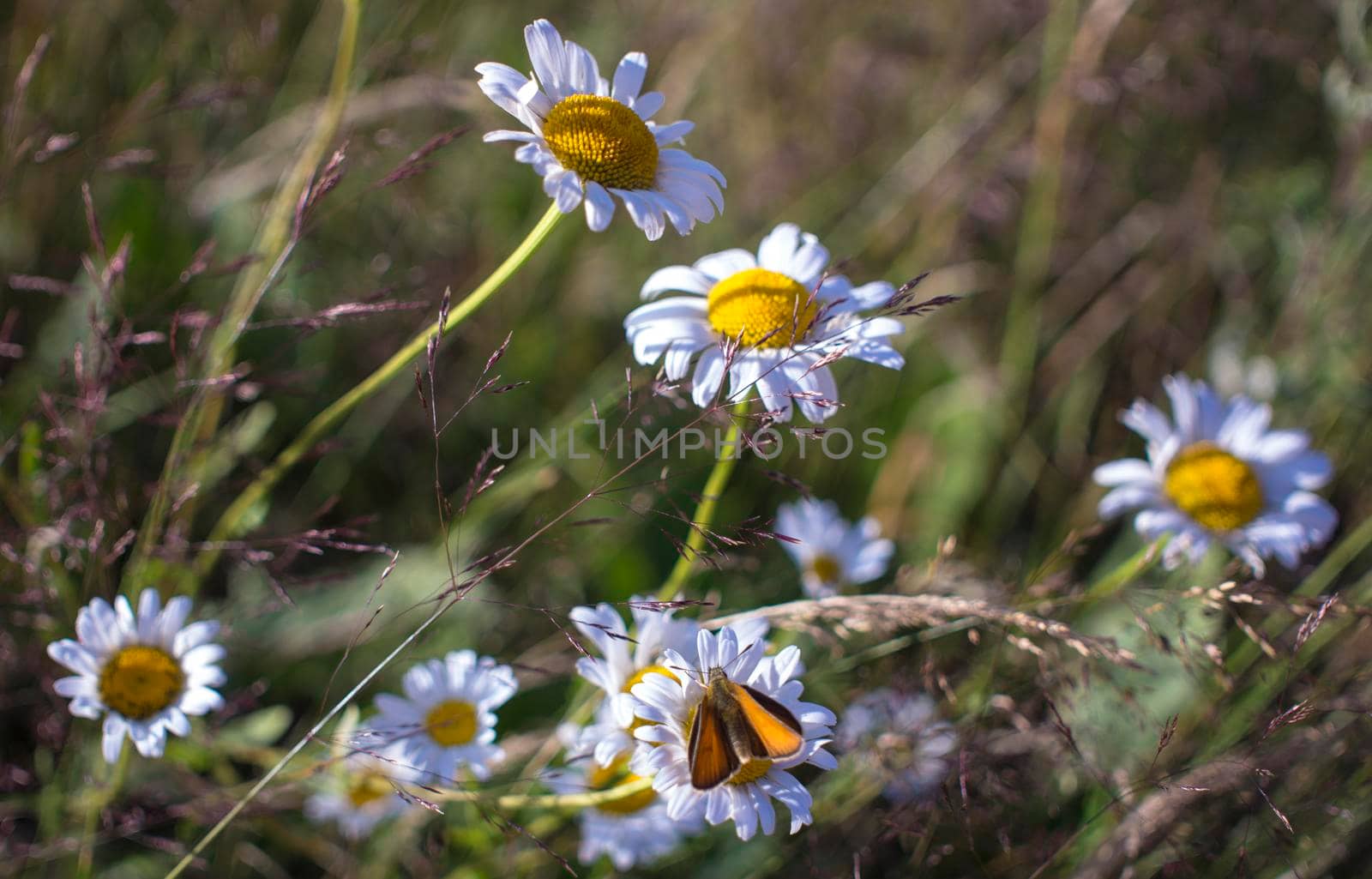 Bright orange butterflies on daisy flowers. The yellow orange butterfly is on the white chamomile flowers in the green grass fields