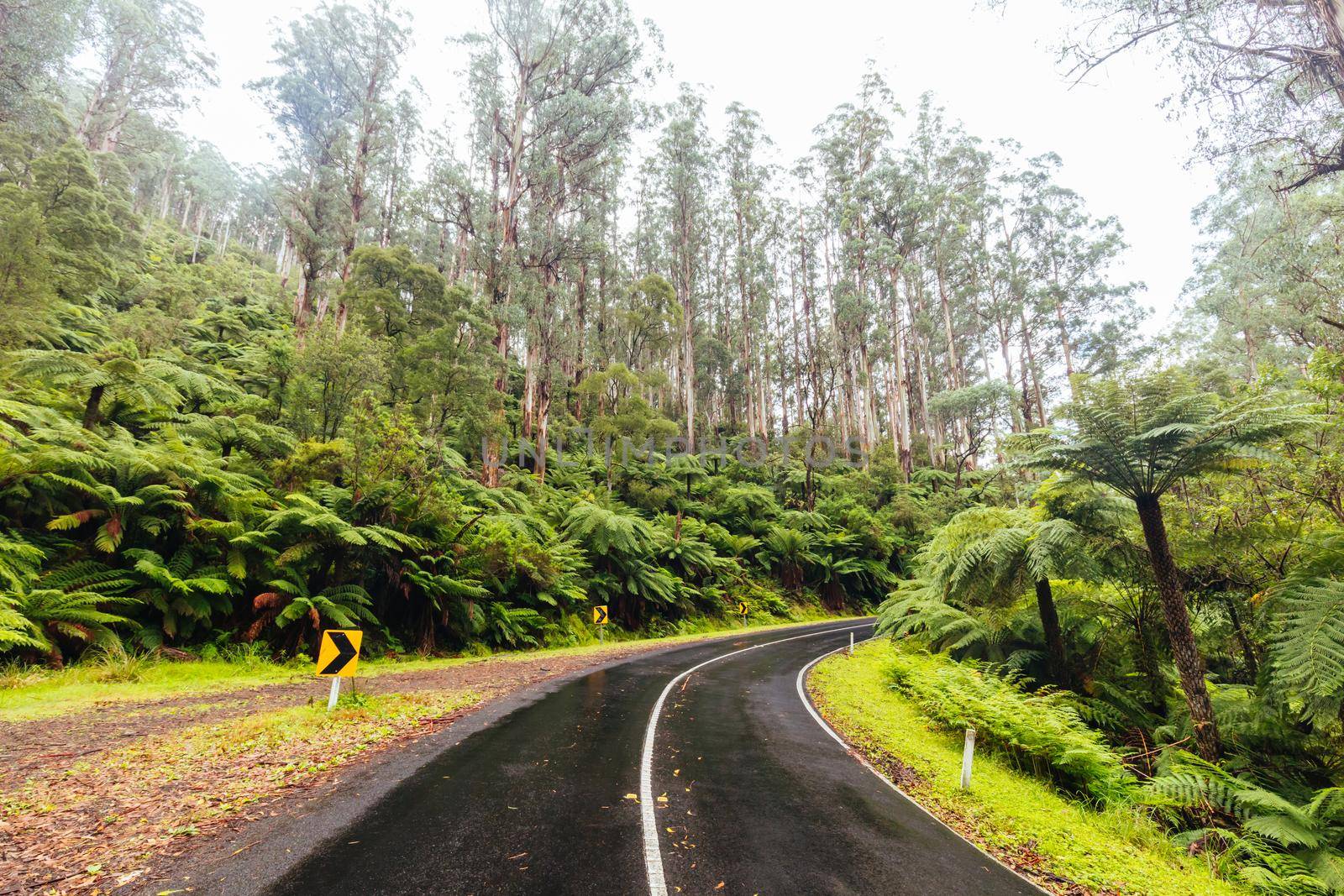 The lush ferny surroundings on a cold misty day along Donna Buang Rd near Warburton in Victoria, Australia