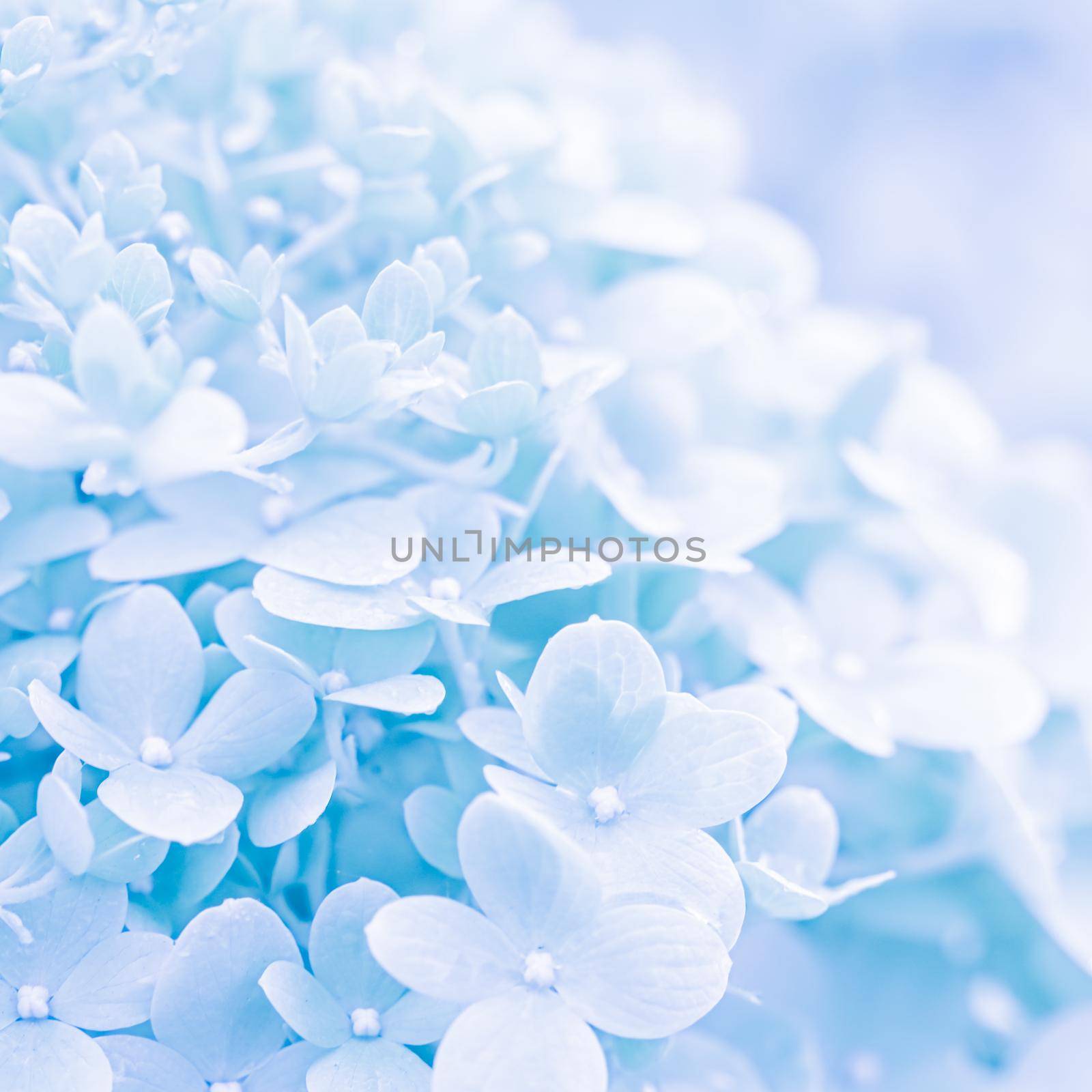 Background of white blue petals of Hydrangea or Hydrangea close-up. Soft focus