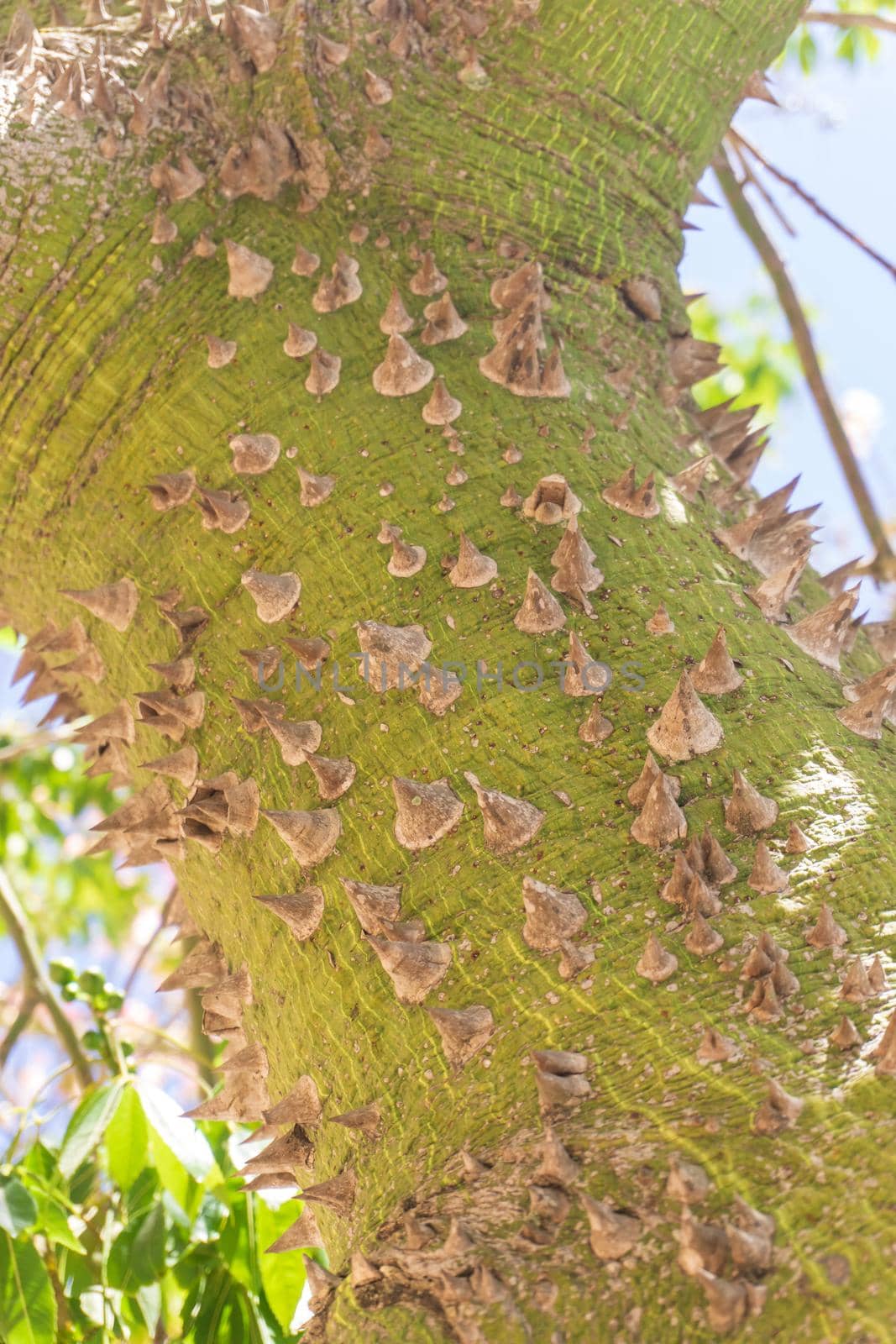 Thorns on the trunk of the Ceiba Chorizia tree close up