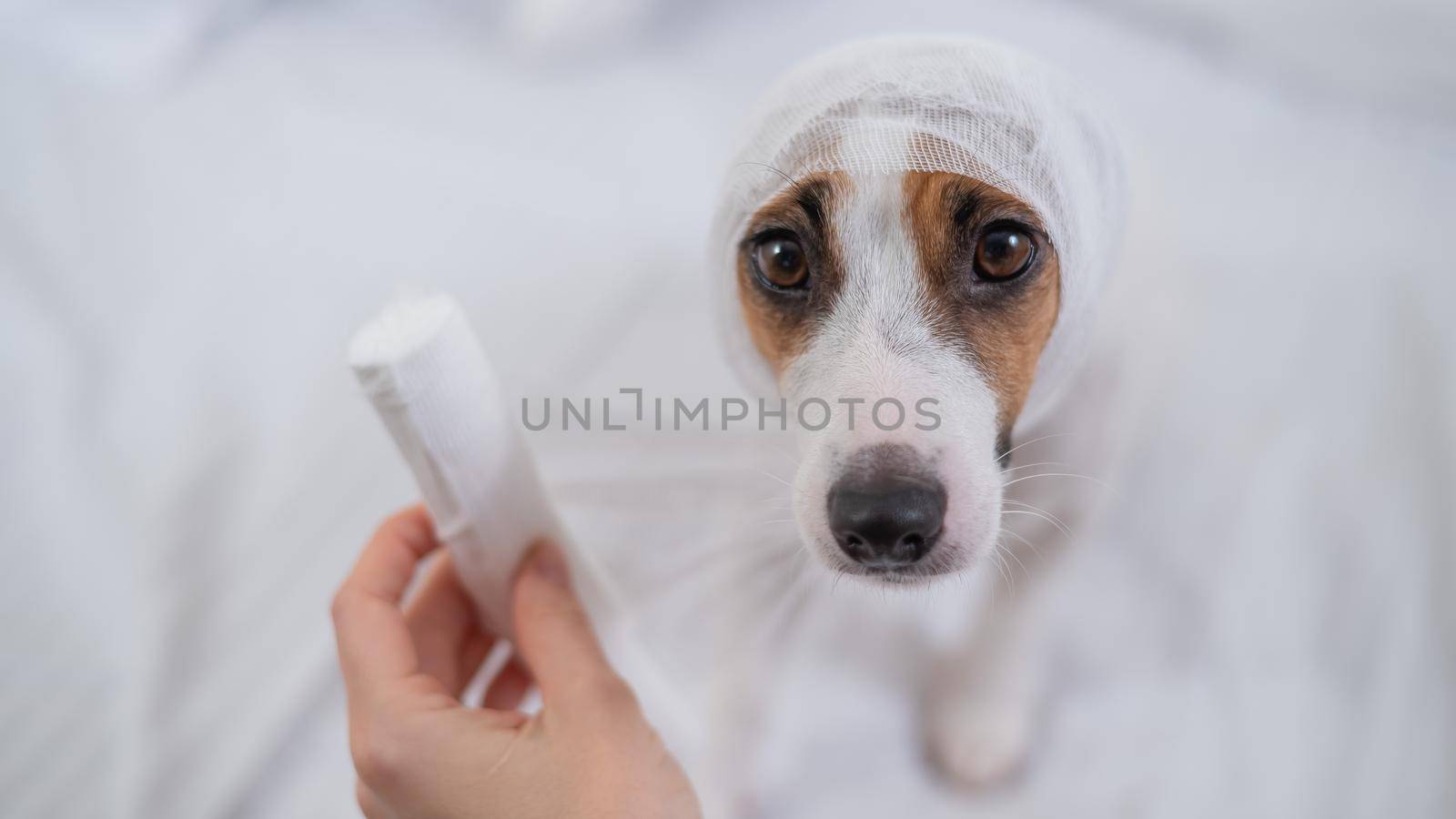 Veterinarian wraps a bandage around the head of a dog Jack Russell Terrier. by mrwed54