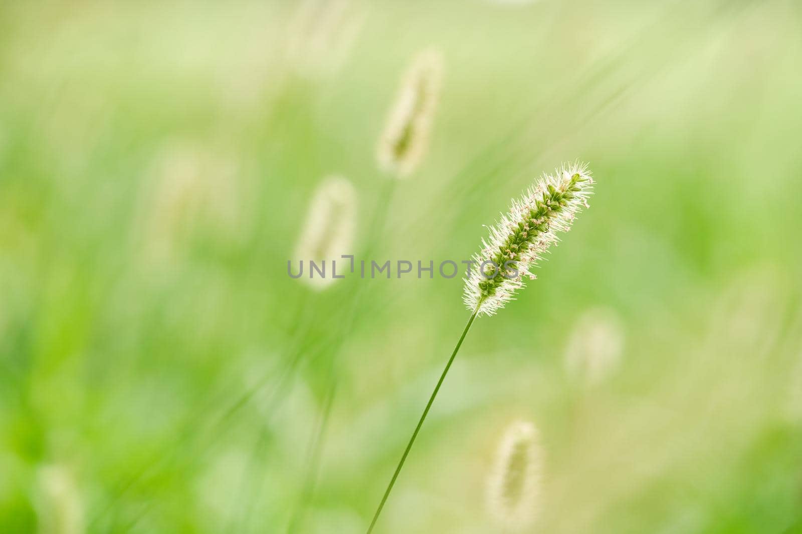 Foxtail on green background. Close up of small grasses in the field. Agriculture field, farm plants by photolime