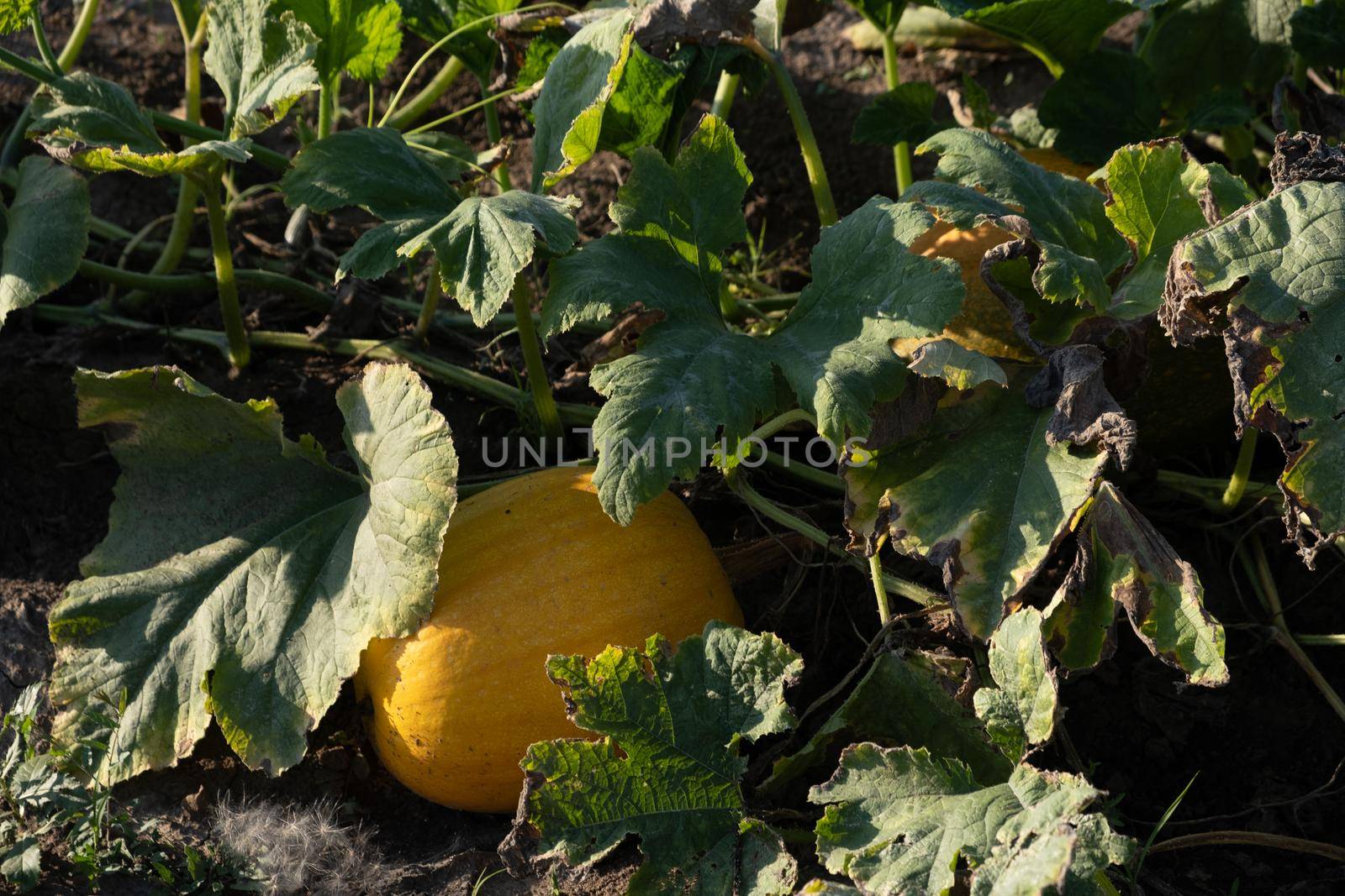 Orange ripe pumpkins in the garden. Thanksgiving and autumn harvest concept.