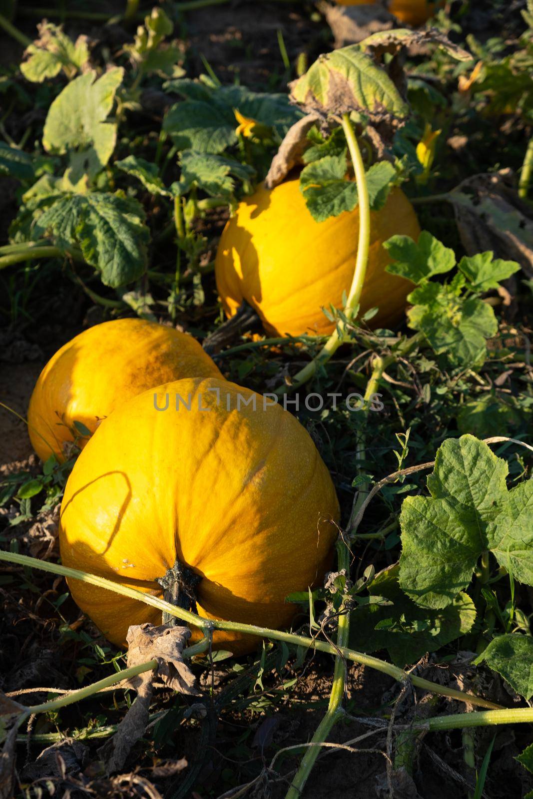 Orange ripe pumpkins in the garden. Thanksgiving and autumn harvest concept by ssvimaliss