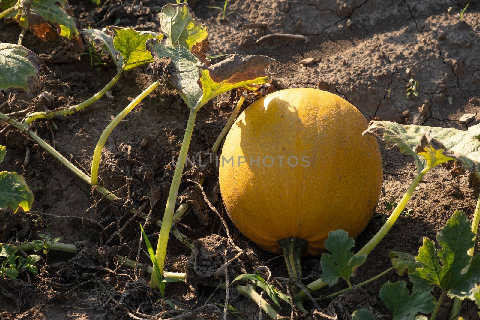 Orange ripe pumpkins in the garden. Thanksgiving and autumn harvest concept by ssvimaliss