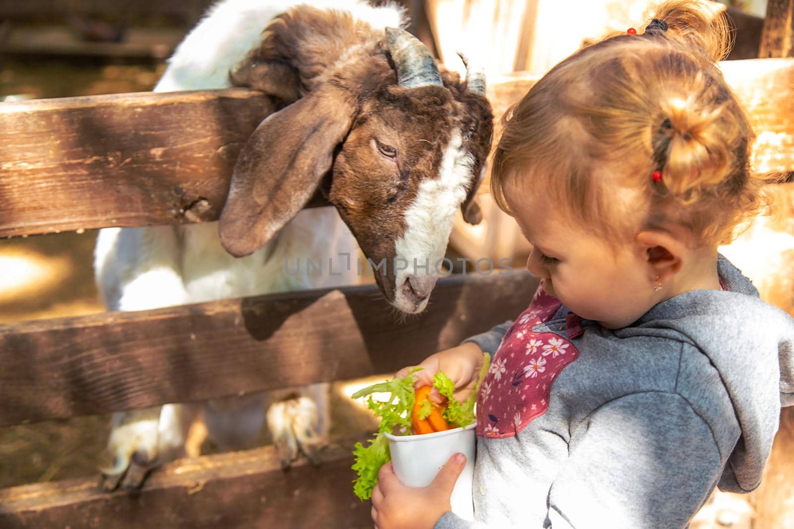 A child feeds a goat on a farm. Selective focus. Kid.