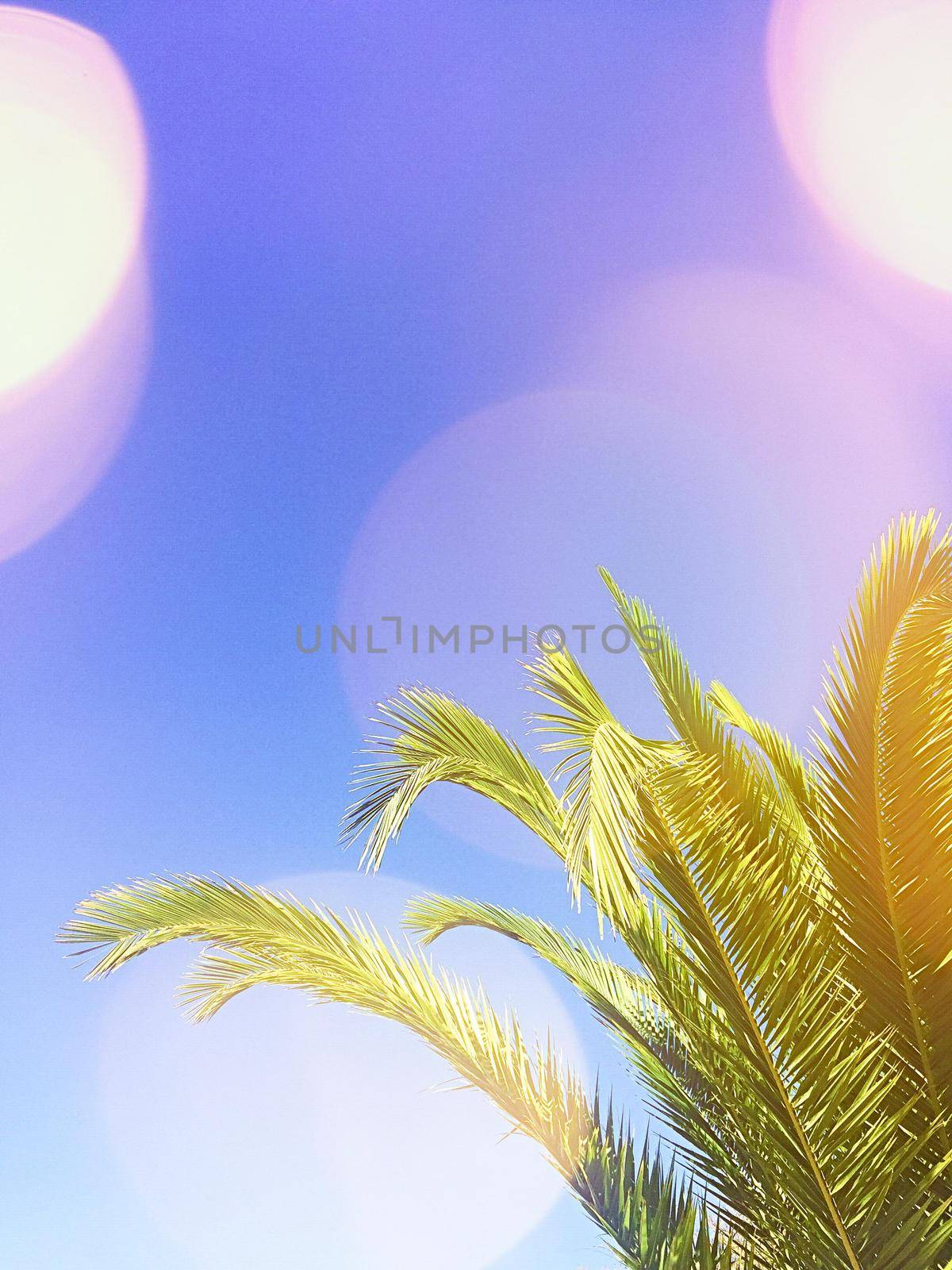 Summer vacation, beautiful nature and travel concept - Tropical palms on the beach in summertime