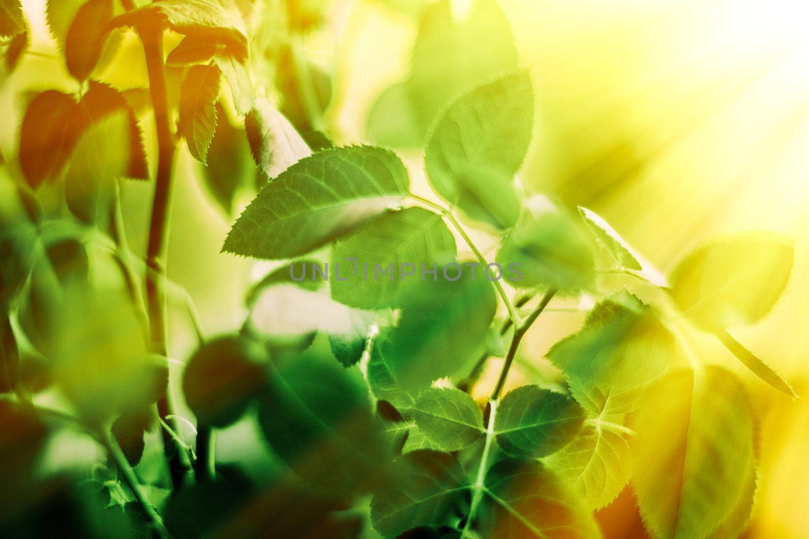 Nature background, sustainable solar energy, environmental concept - Fresh green leaves in spring