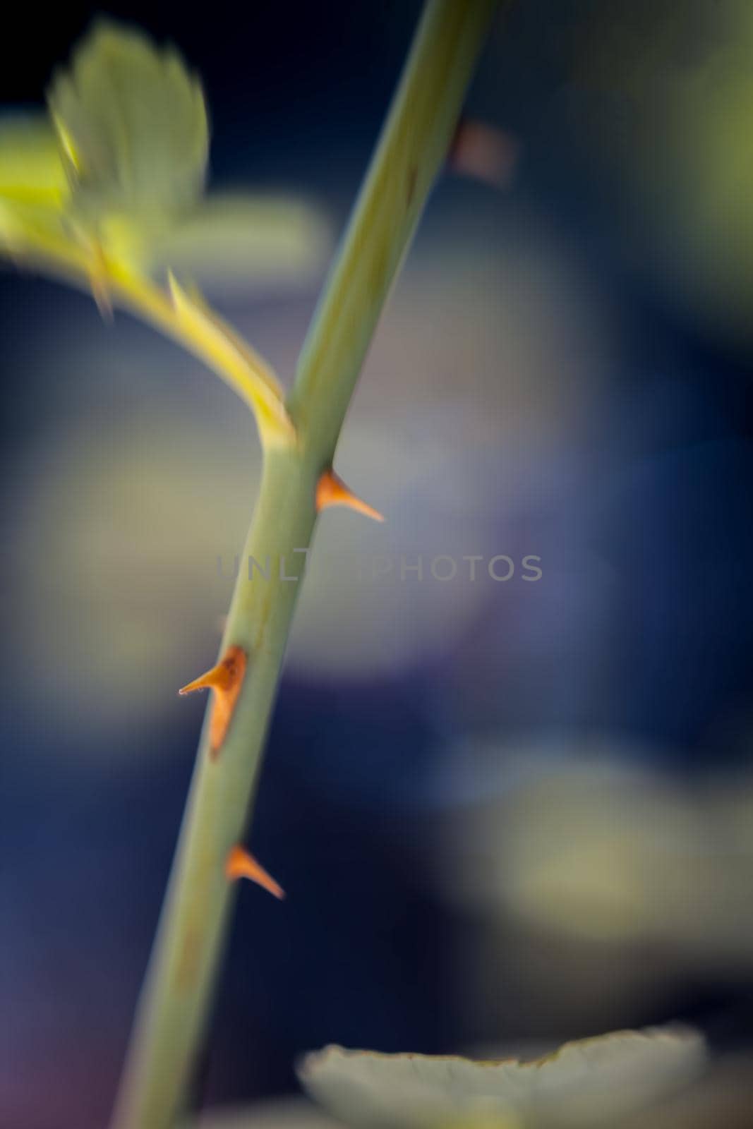 Macro shot of rose plant spike or rose plant thorn. by mirzamlk