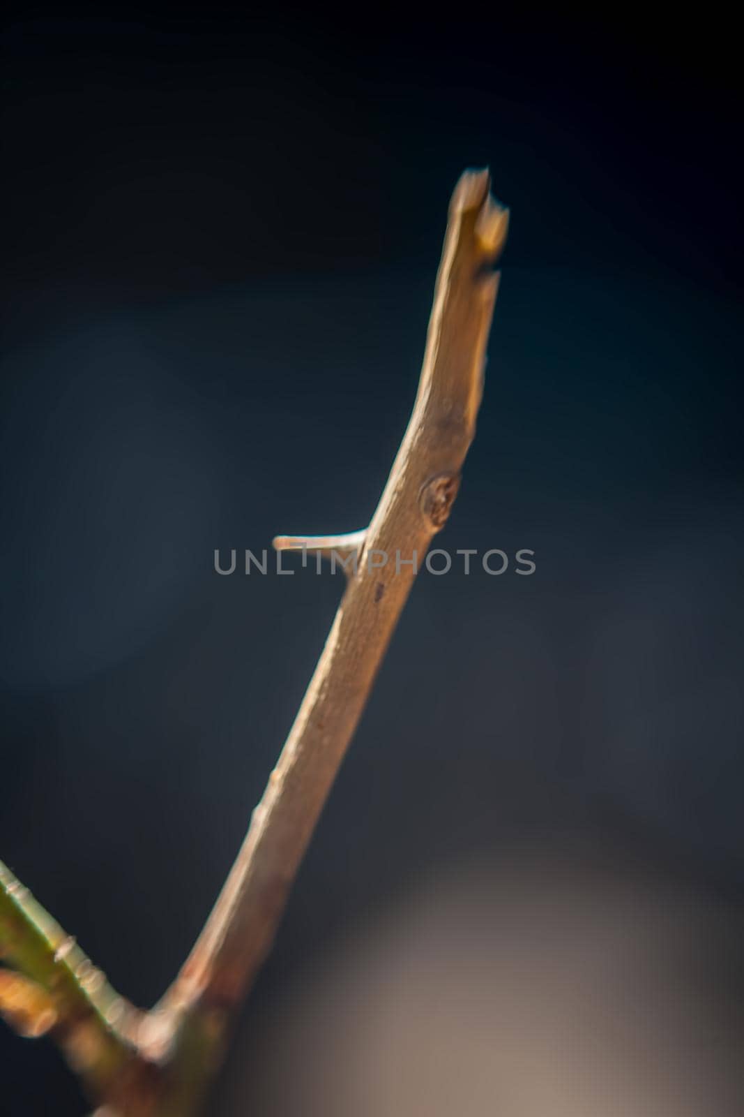 Macro shot of rose plant spike or rose plant thorn. by mirzamlk