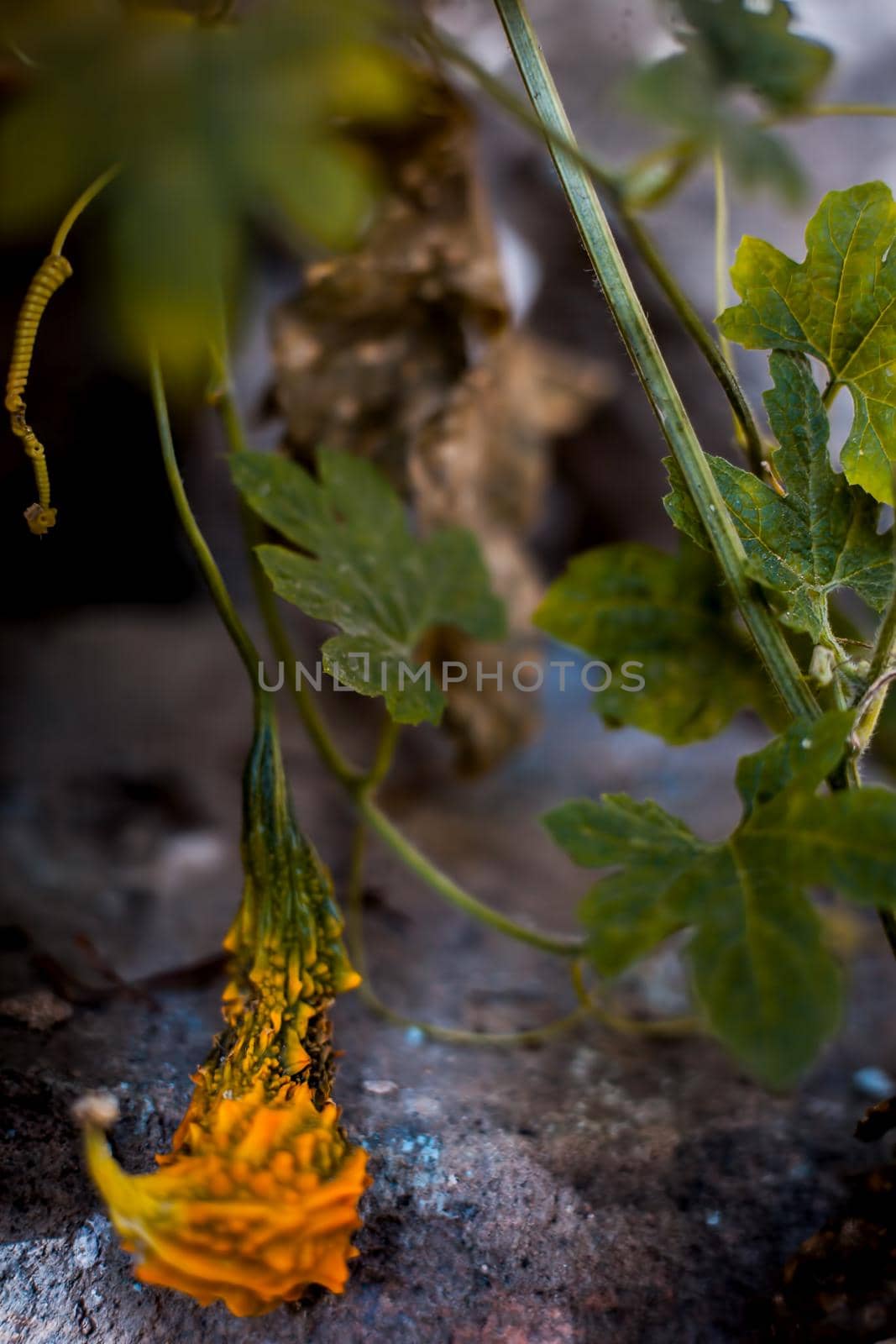 macro shot of bitter gourd or karela plant. by mirzamlk