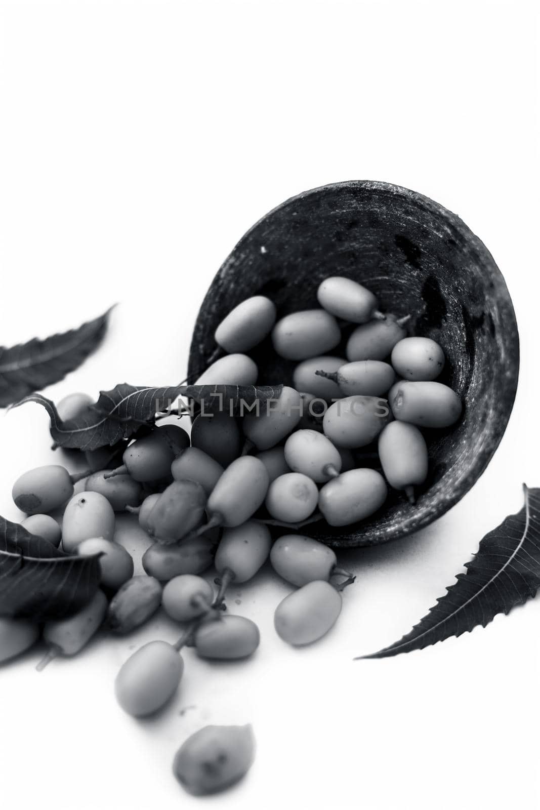 Neem fruit or nim fruit or Indian lilac fruit in a clay bowl isolated on white along with some fresh leaves also.Vertical shot.