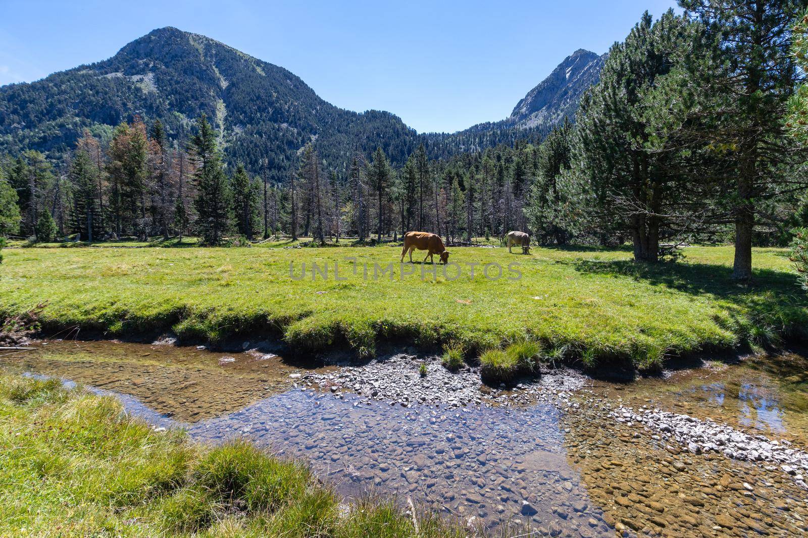 Famous Aiguestortes i Estany de Sant Maurici National Park of the Spanish Pyrenees mountain in Catalonia, cows on the mountain pasture