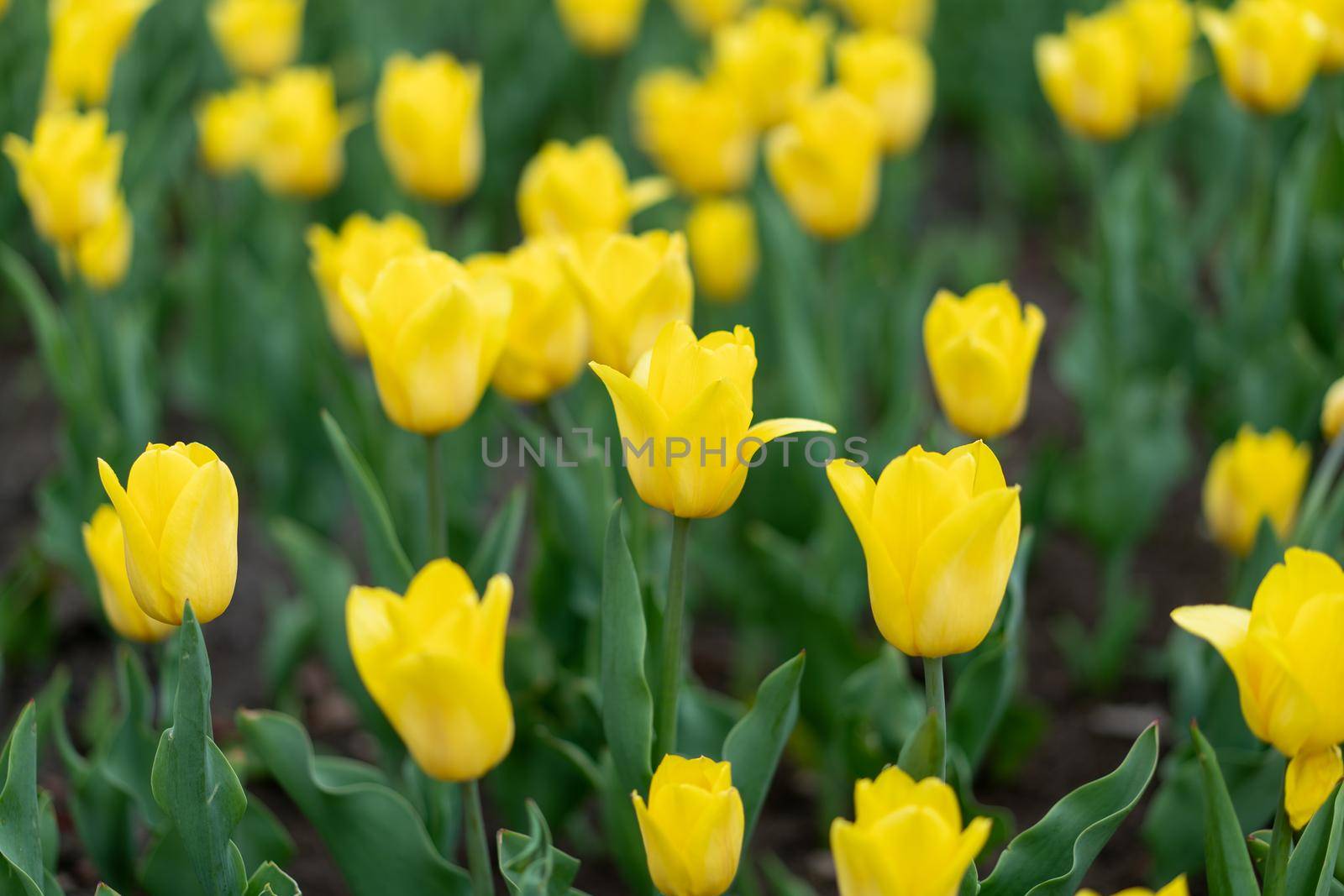 Yellow flowers background outdoor Spring season flowers Selective focus