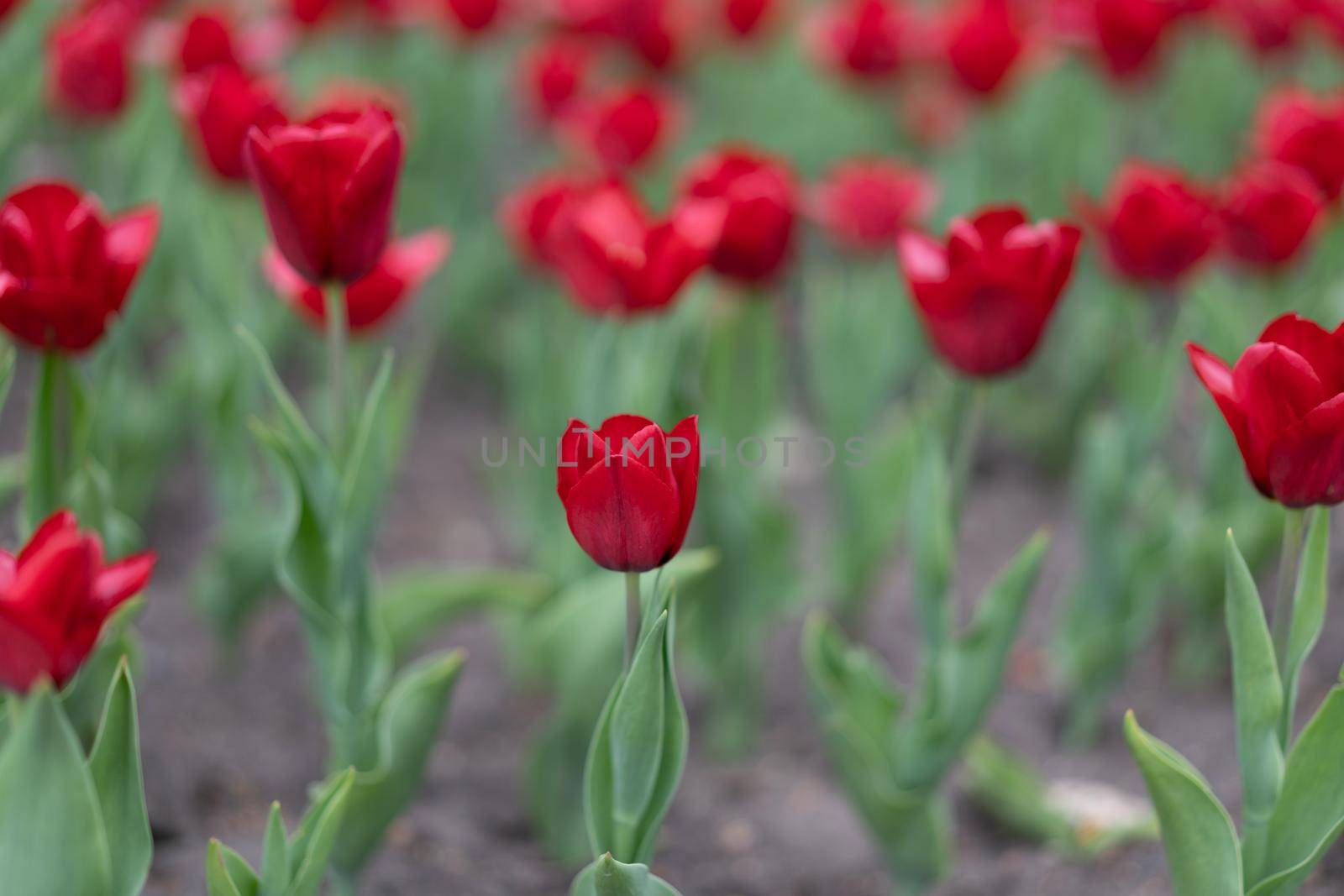 Red tulip flowers background outdoor by andreonegin