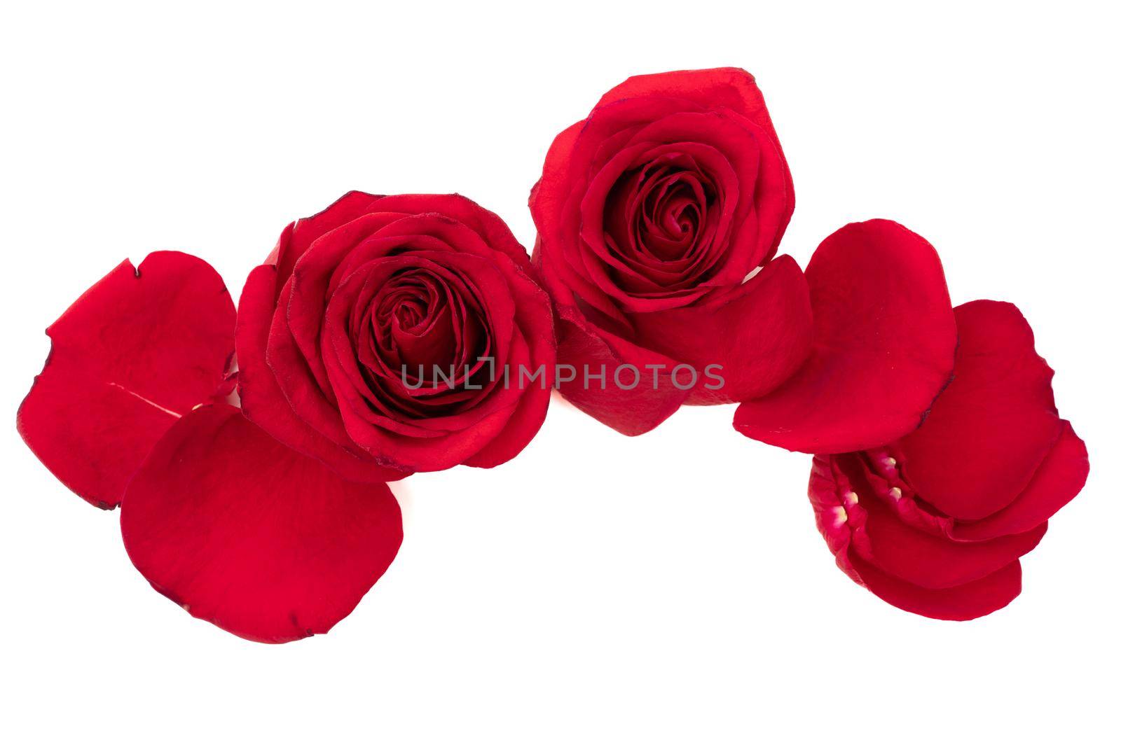 Two red roses with petals isolate on white background