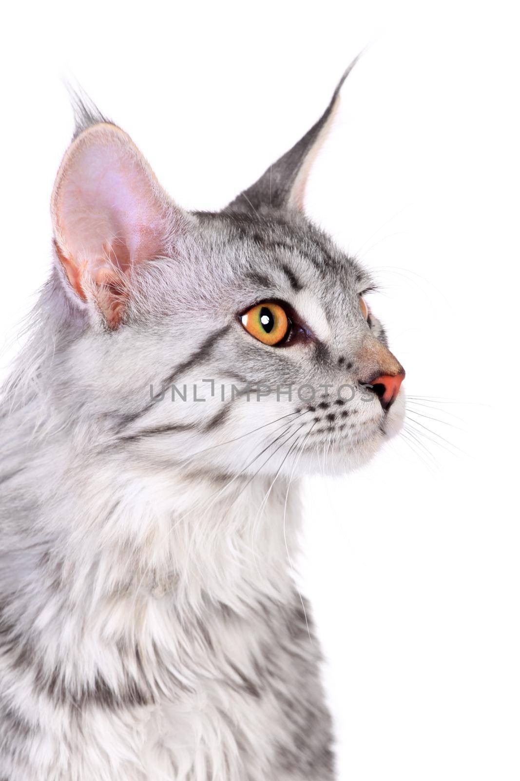 Silver tabby maine coon kitten, 5 month by RosaJay