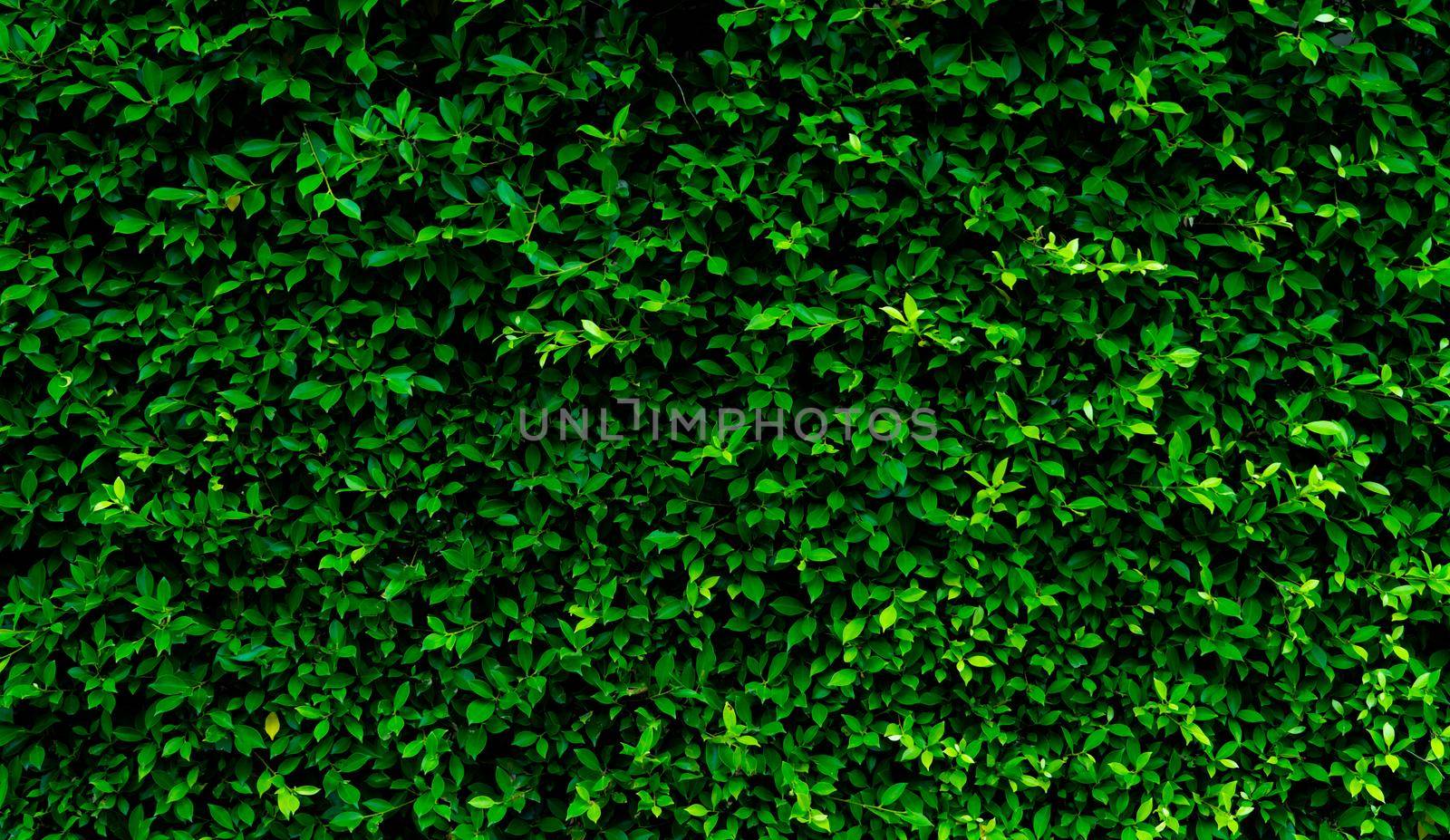 Small green leaves in hedge wall texture background. Closeup green hedge plant in garden. Eco evergreen hedge wall. Natural backdrop. Beauty in nature. Green leaves with natural pattern wallpaper. by Fahroni