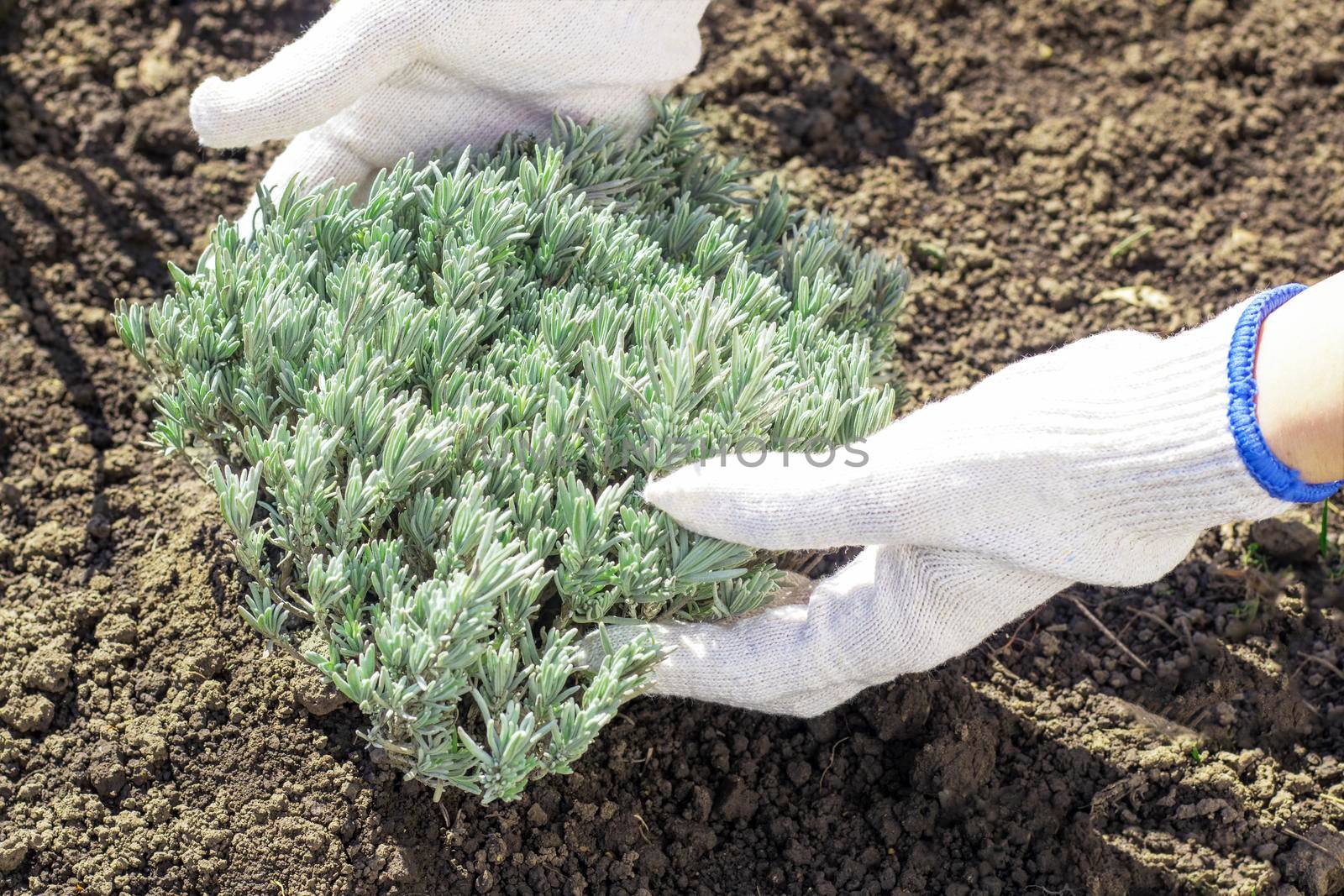 selective focus. Professional gardener planting lavender bush in the ground, detail of hands in gloves with a trowel. spring garden decoration, landscaping. Rules for planting lavender