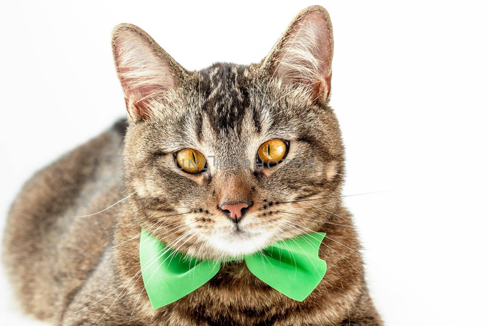 Portrait of isolated tricolor cat with yellow eyes and green butterfly tie on neck looking at camera on white background