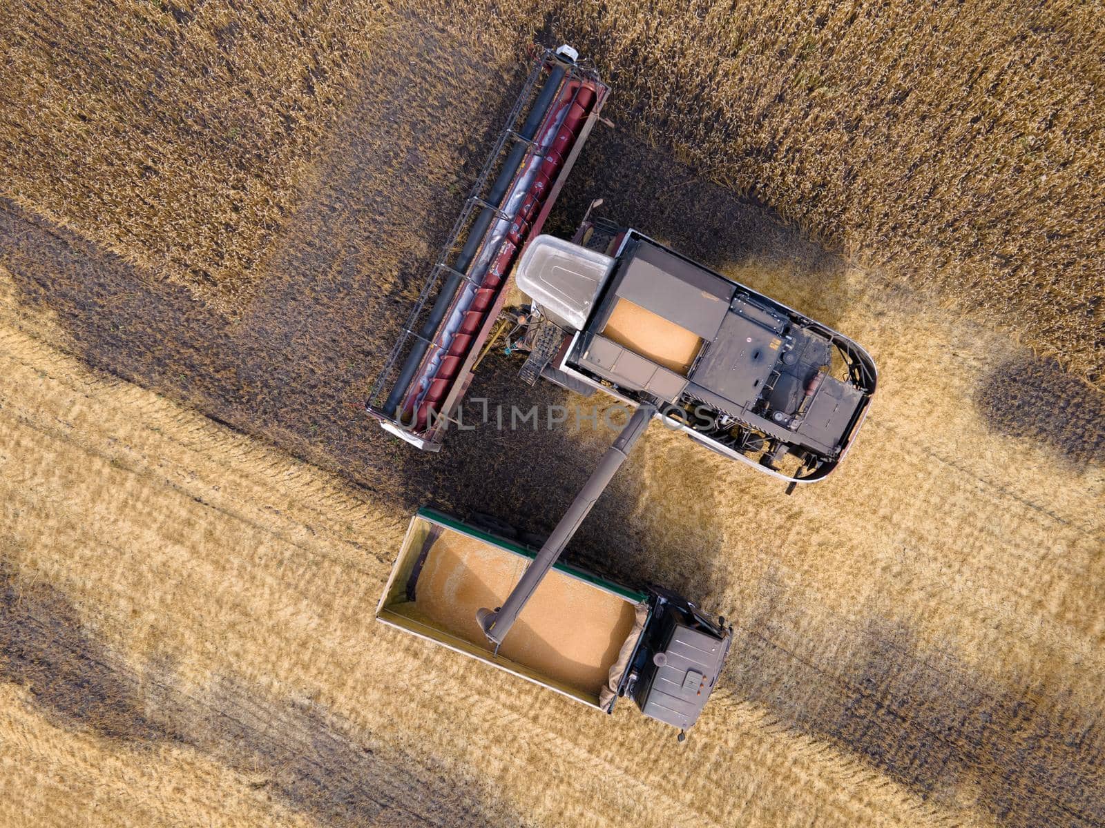 Combines mow wheat in the field.Agro-industry.Combine Harvester Cutting on wheat field.Machine harvest wheat.Harvesting of grain crops.Harvesting wheat,oats and barley in fields,ranches and farmlands