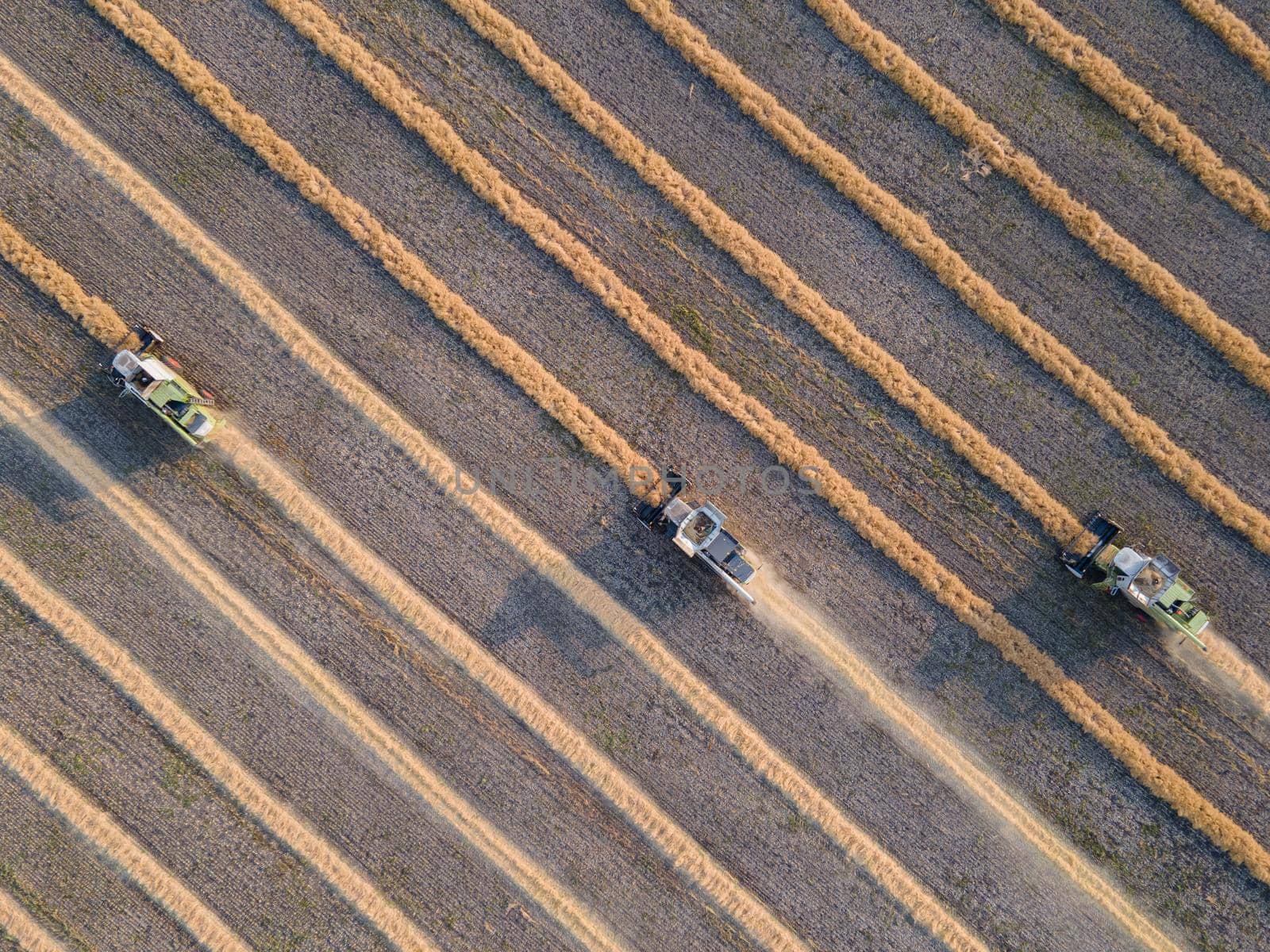 Combines mow rapeseed in the field.Agro-industrial complex.The combine harvester cuts rapeseed .The machine removes rapeseed.Harvesting of grain crops.Harvesting  in ranches and agricultural lands by YevgeniySam