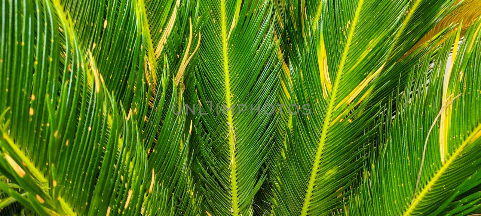 green lawn image that can be used as a natural background by sarsa