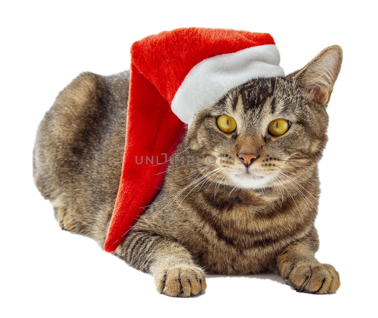 Isolated tricolor cat with yellow eyes and red x-mast santa hat on head looking aside on white background