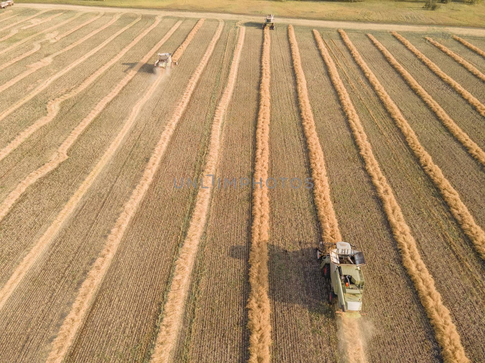 Combines mow rapeseed in the field.Agro-industrial complex.The combine harvester cuts rapeseed .The machine removes rapeseed.Harvesting of grain crops.Harvesting  in ranches and agricultural lands by YevgeniySam