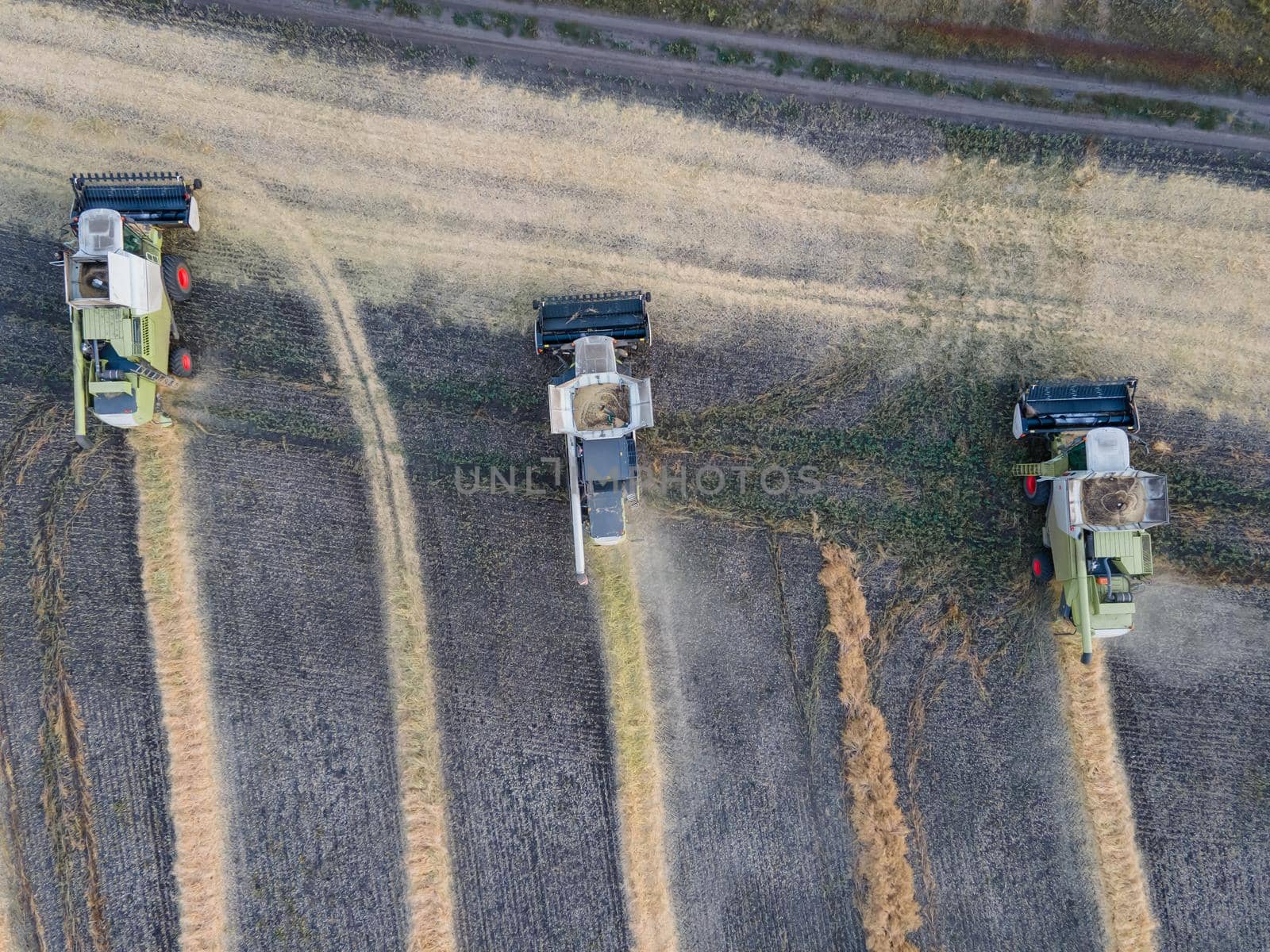 Combines mow rapeseed in the field.Agro-industrial complex.The combine harvester cuts rapeseed .The machine removes rapeseed.Harvesting of grain crops.Harvesting  in ranches and agricultural lands